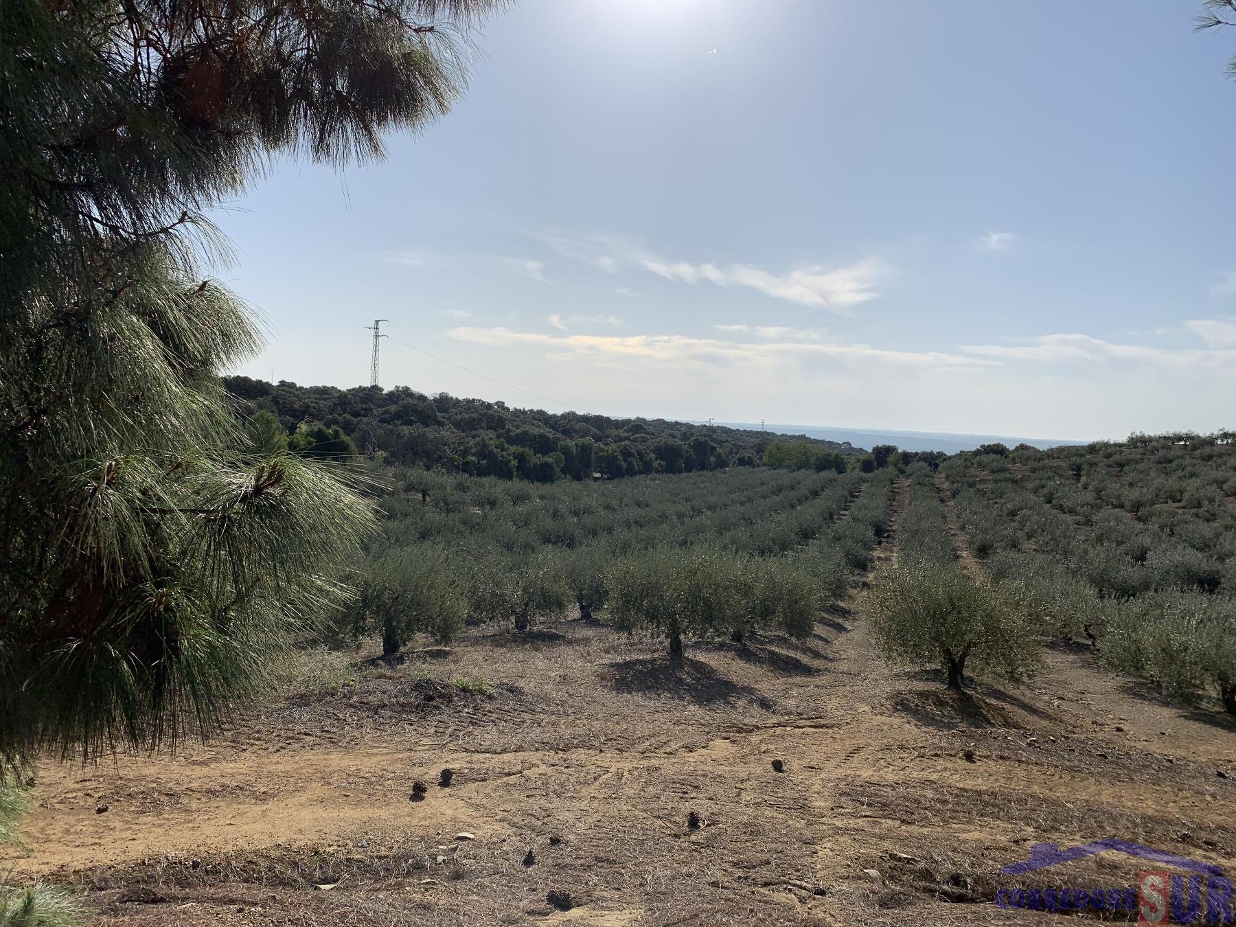 Venta de finca rústica en Córdoba