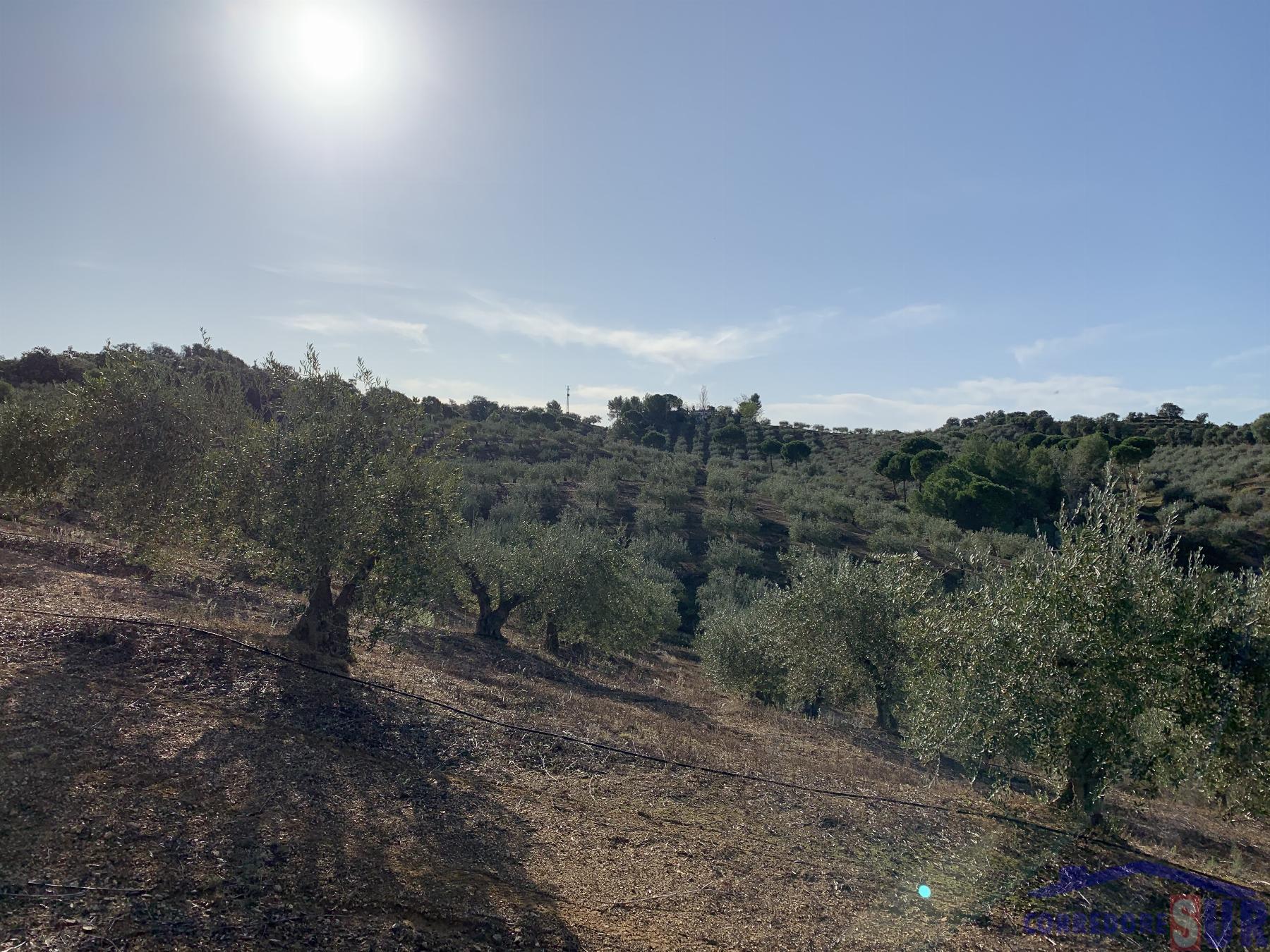 Venta de finca rústica en Córdoba