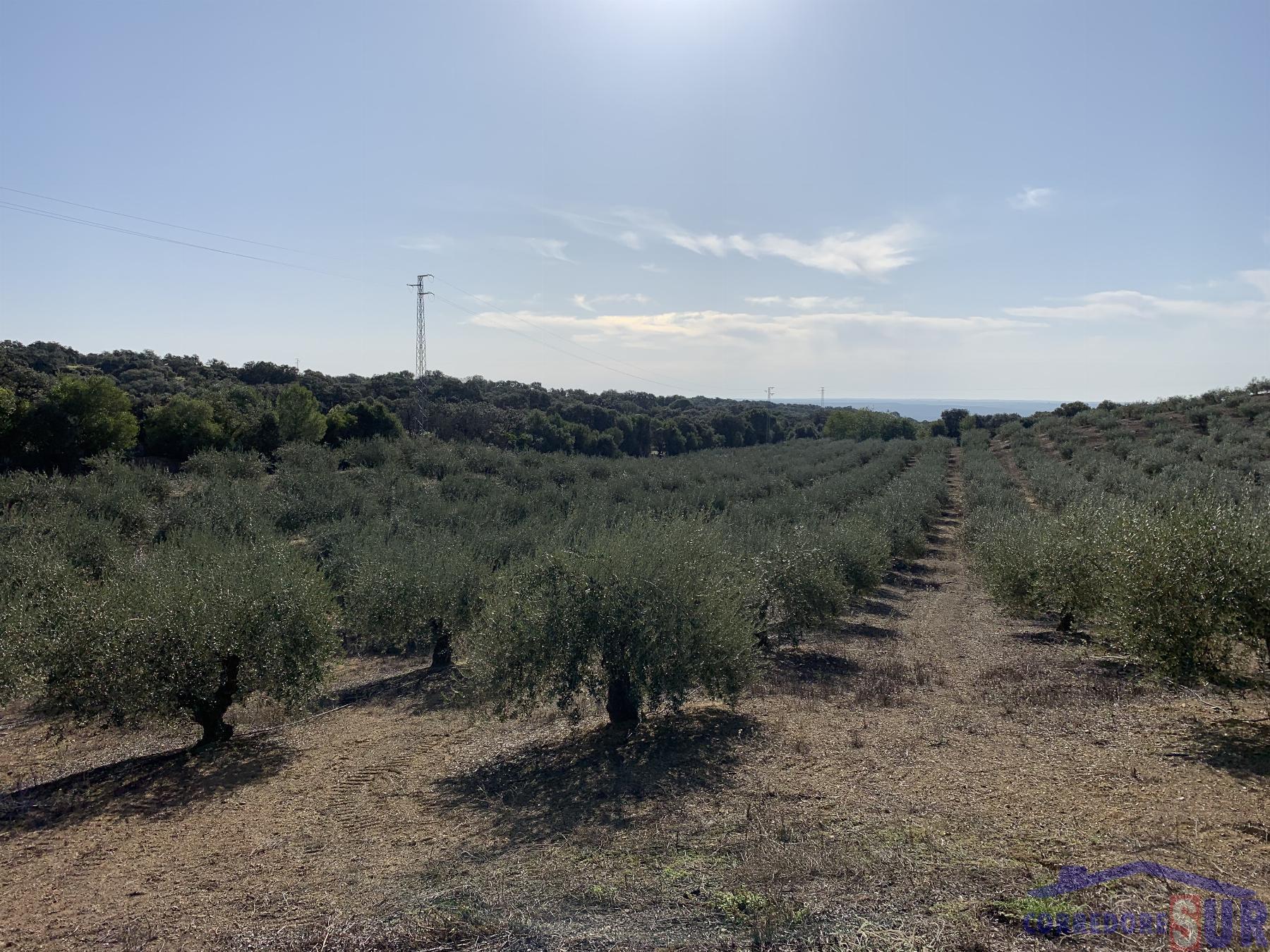 Venta de finca rústica en Córdoba