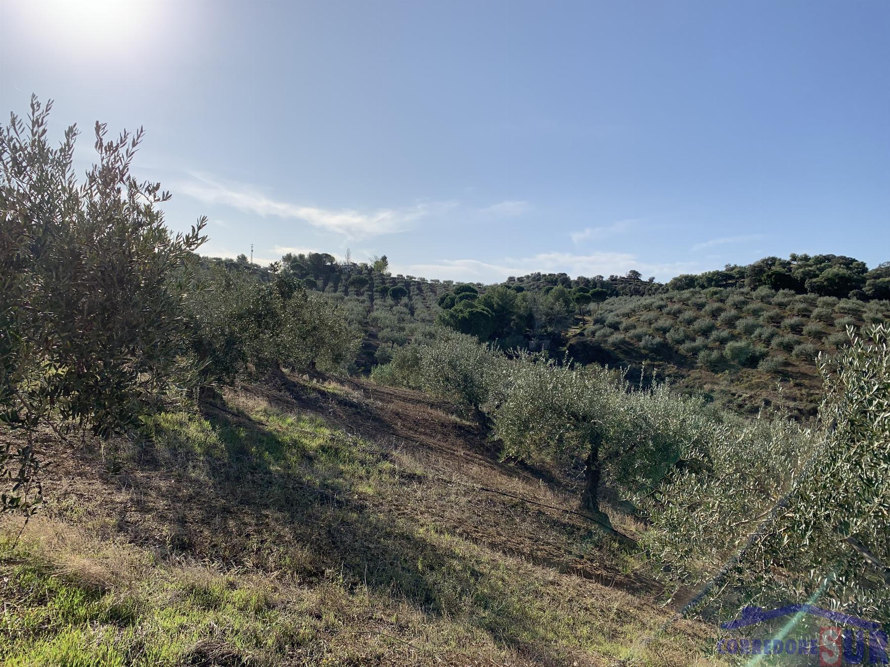 Venta de finca rústica en Córdoba