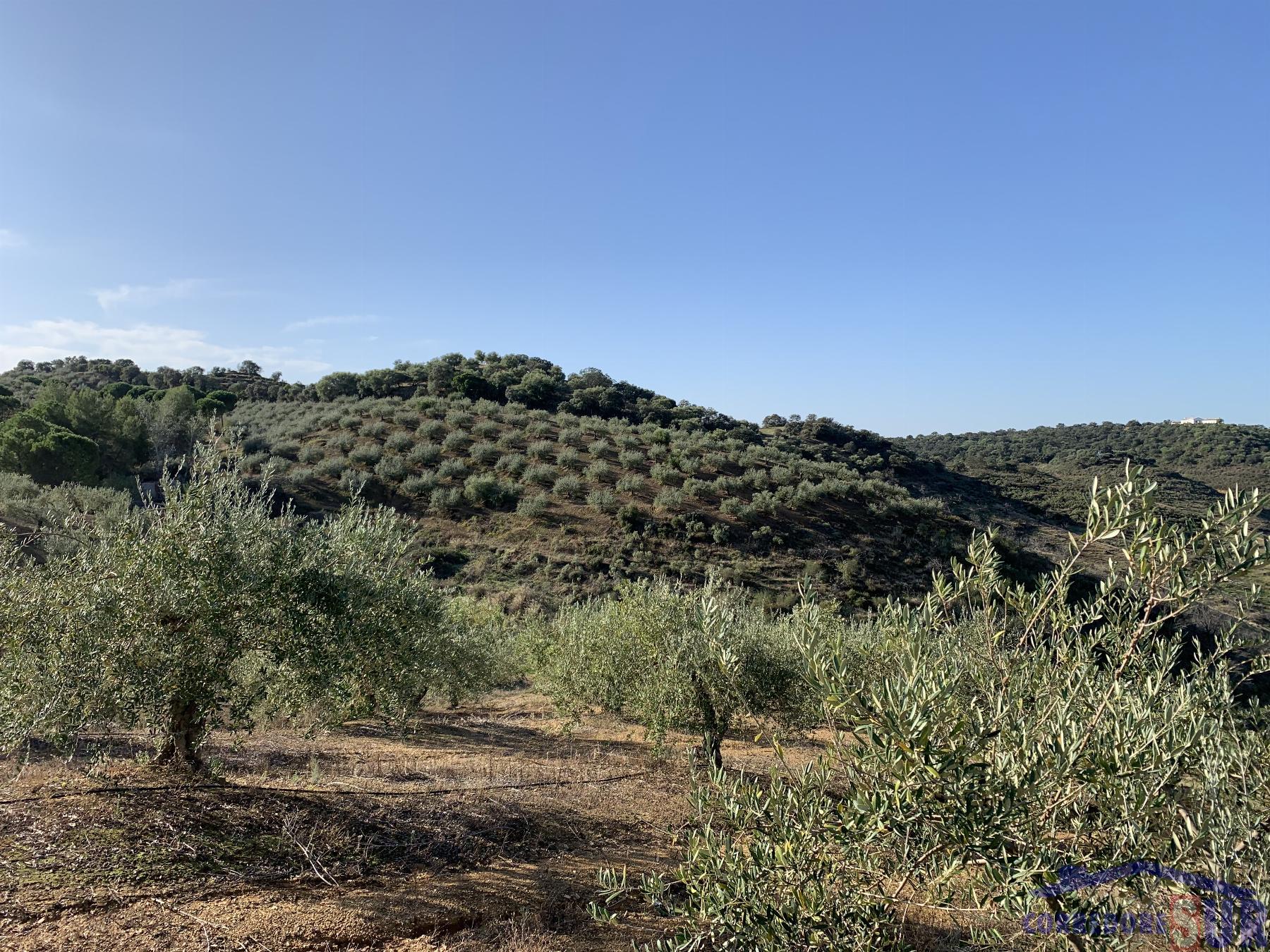 Venta de finca rústica en Córdoba