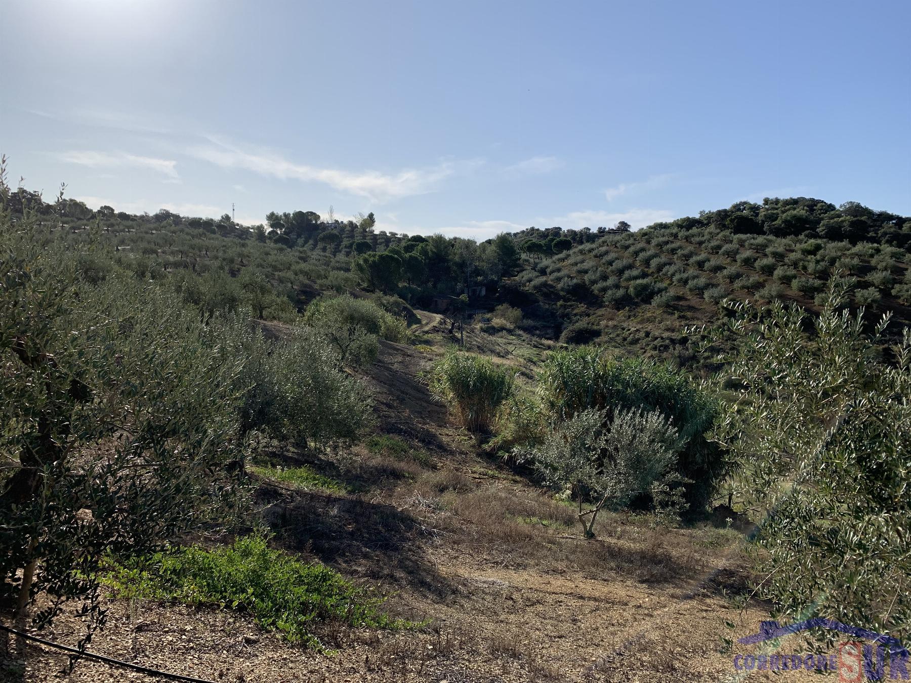 Venta de finca rústica en Córdoba