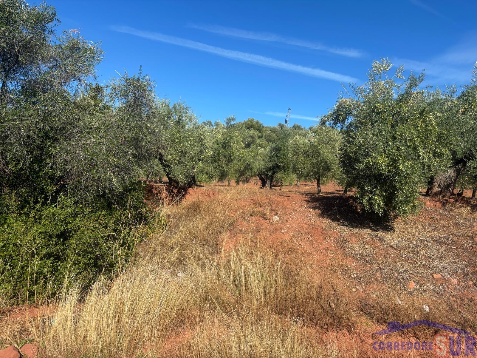 Venta de finca rústica en Montoro