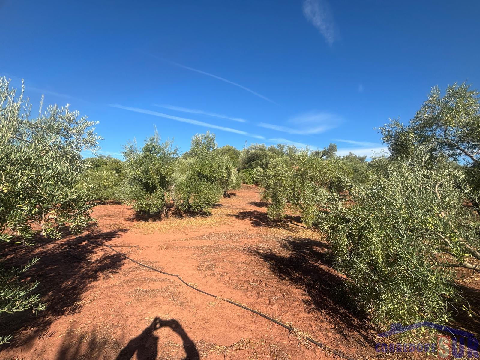 Venta de finca rústica en Montoro