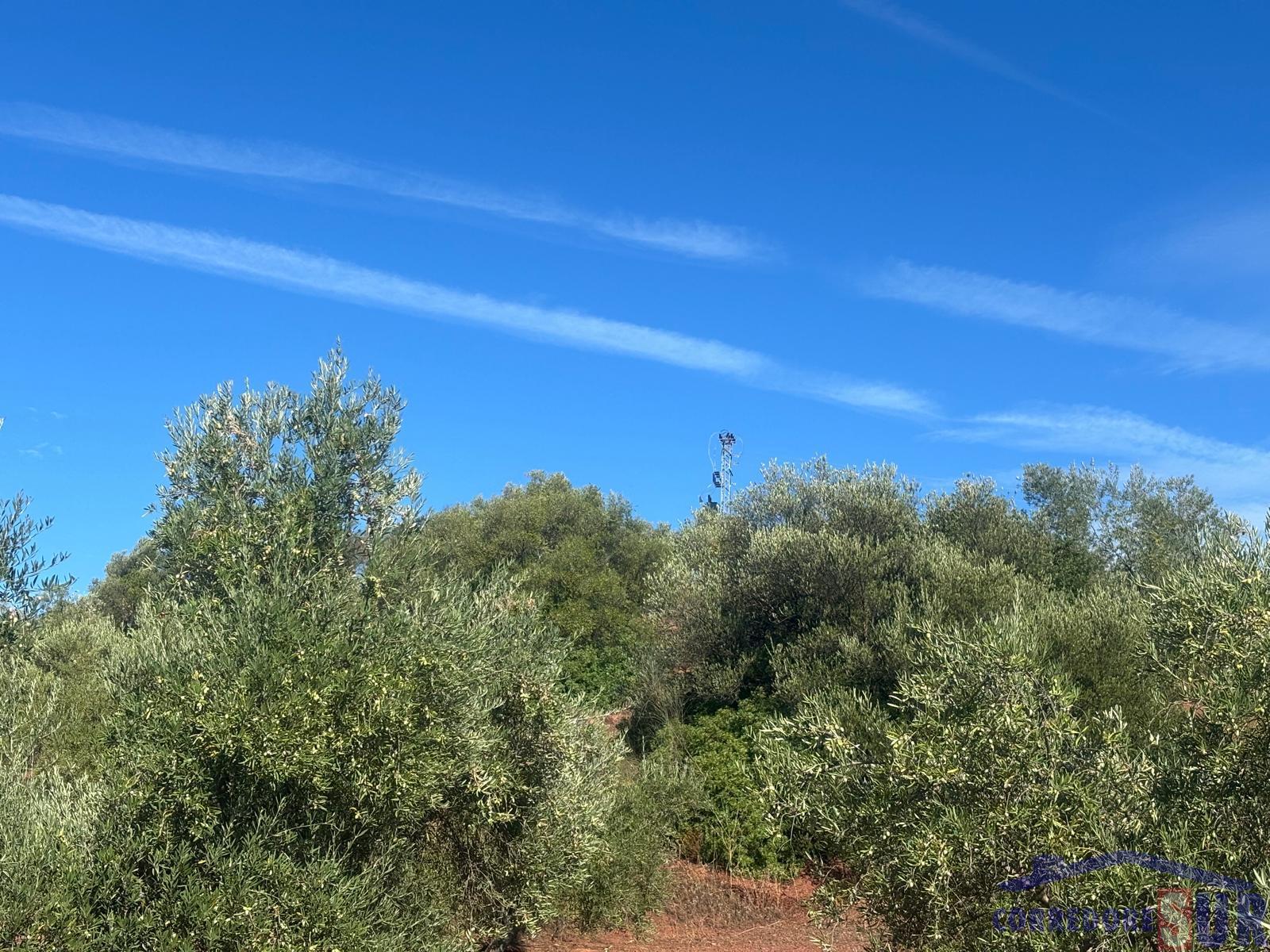 Venta de finca rústica en Montoro