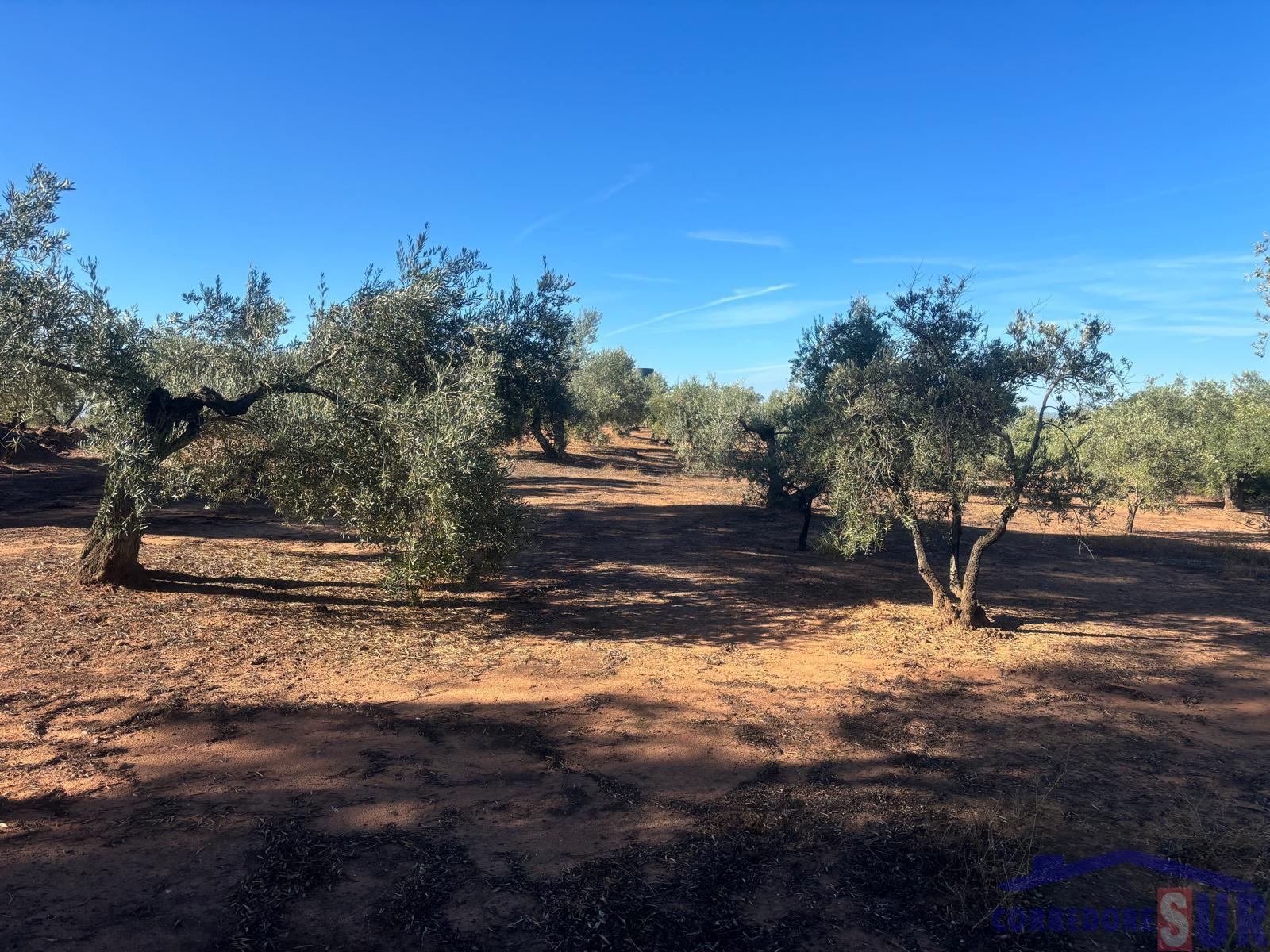 Venta de finca rústica en Montoro