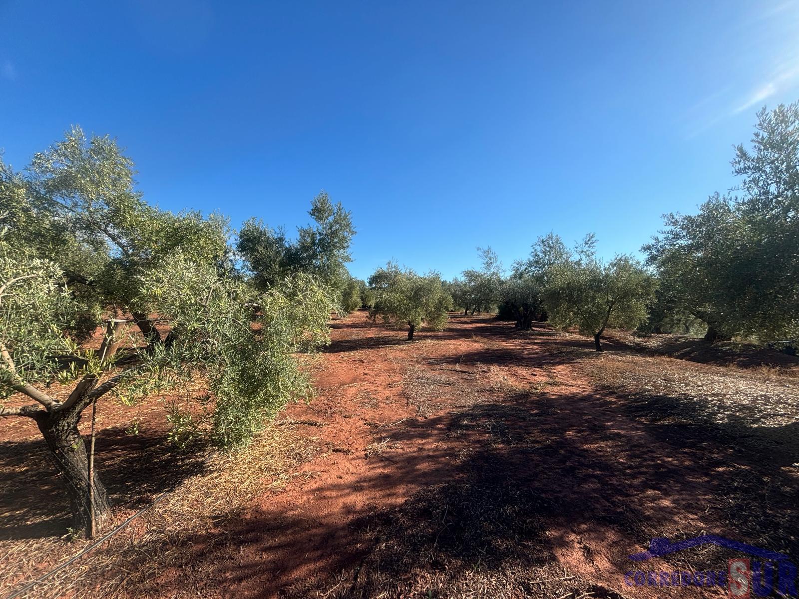 Venta de finca rústica en Montoro