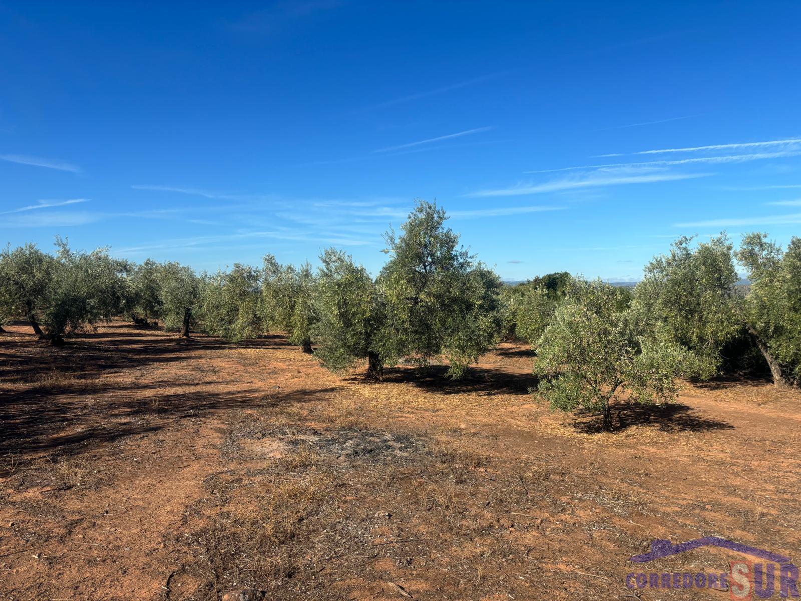 Venta de finca rústica en Montoro