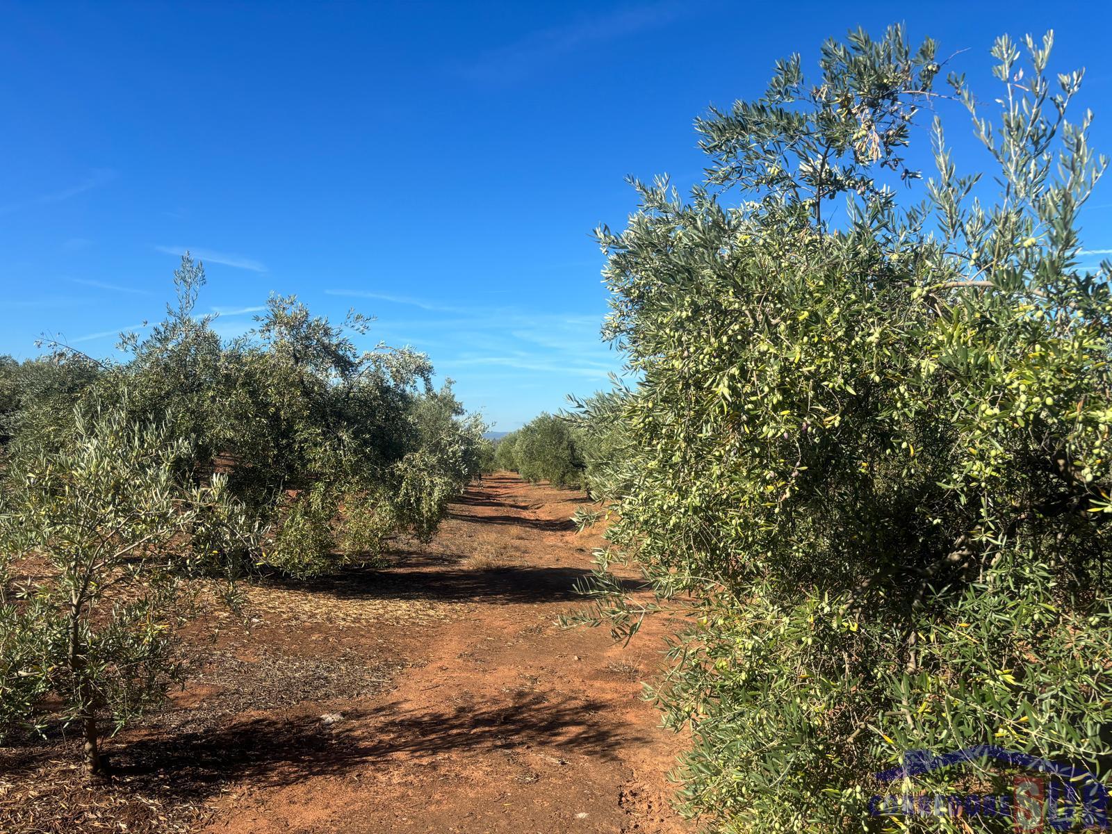 Venta de finca rústica en Montoro