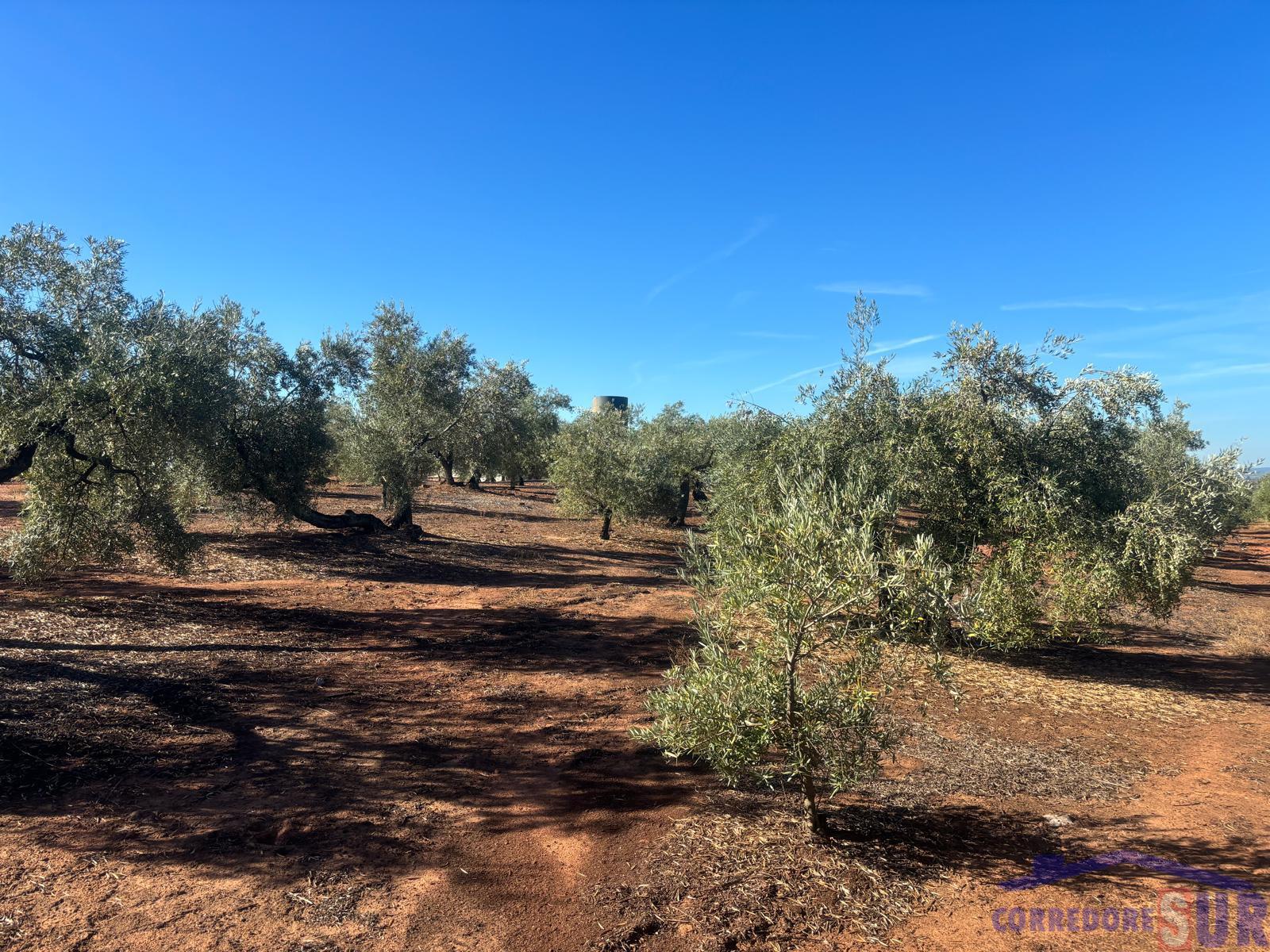 Venta de finca rústica en Montoro