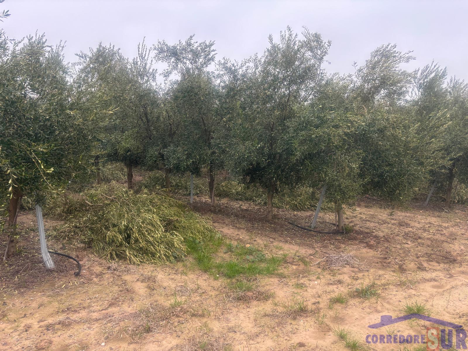 Venta de finca rústica en Córdoba