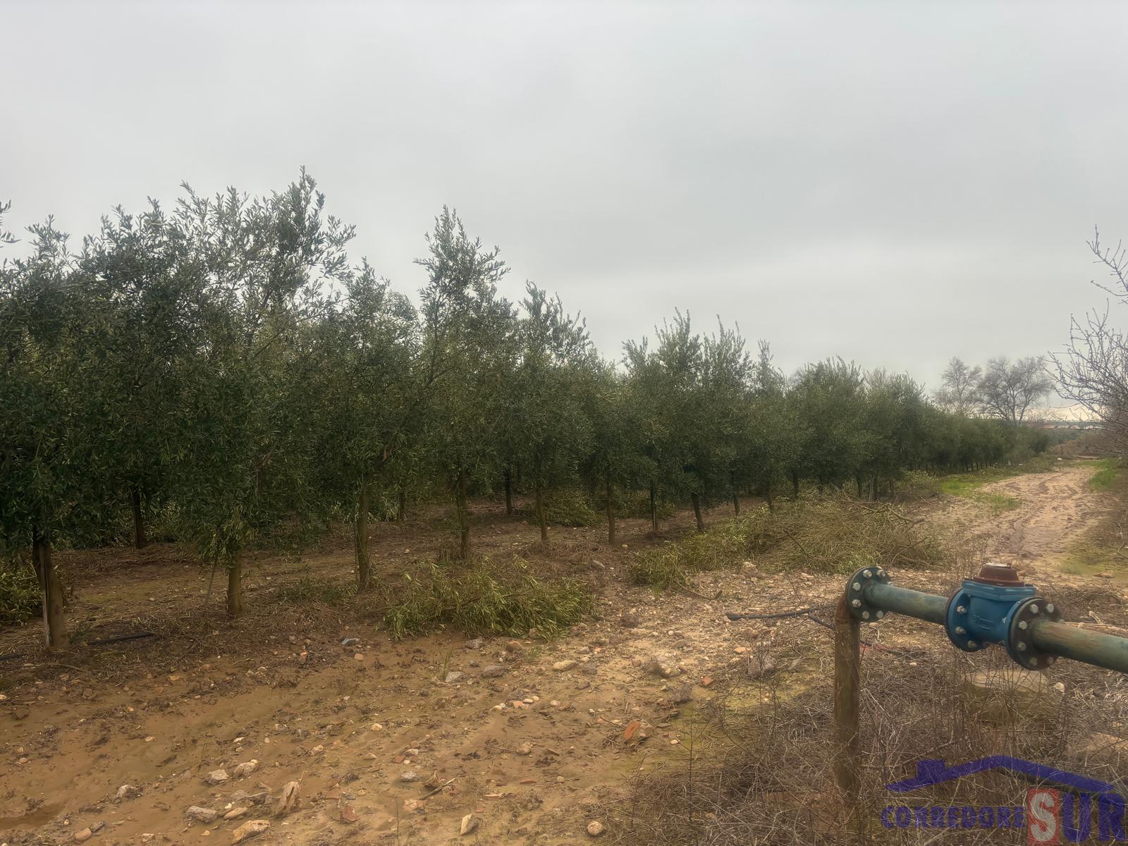 Venta de finca rústica en Córdoba