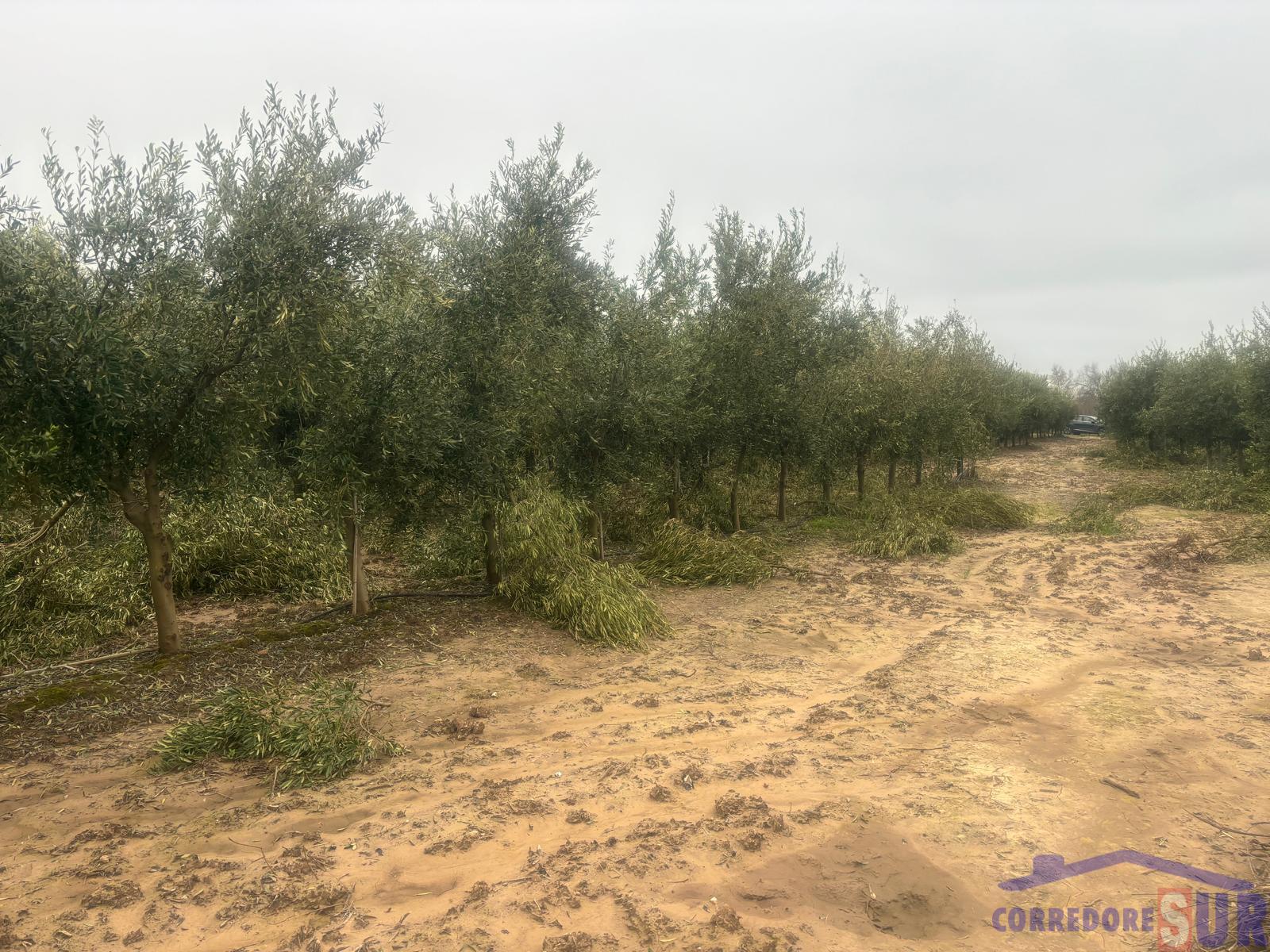 Venta de finca rústica en Córdoba
