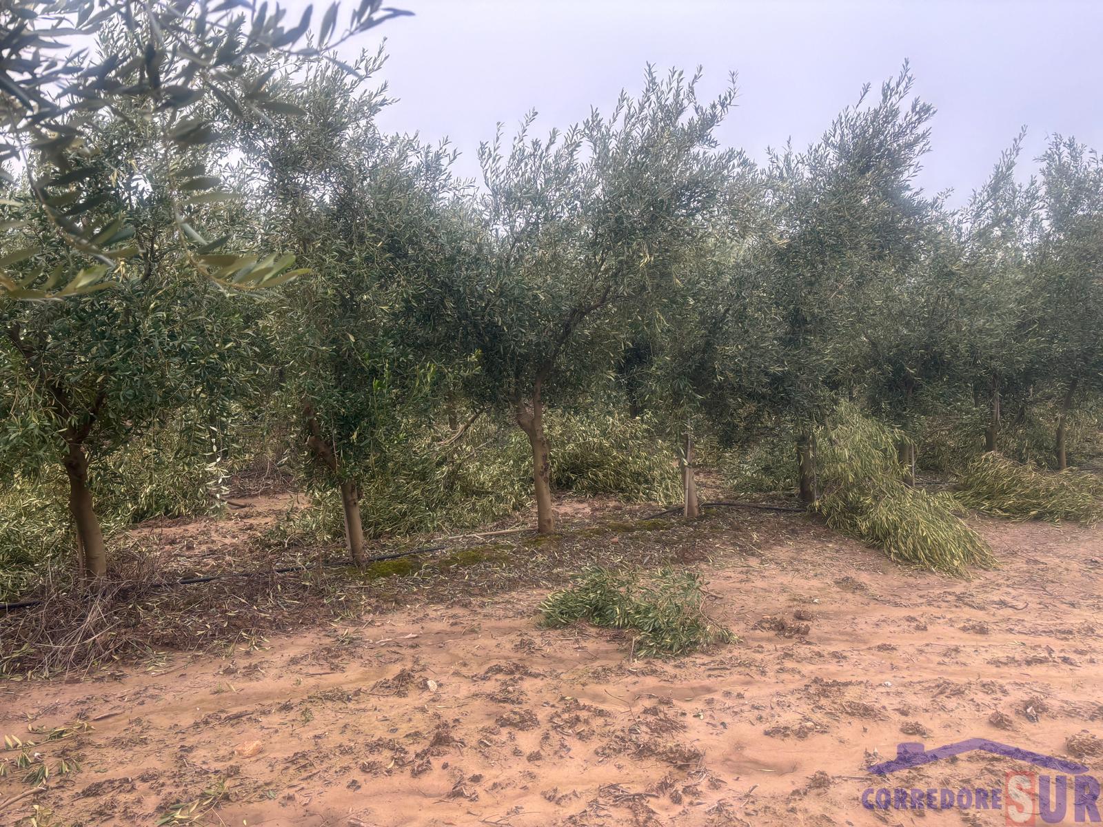 Venta de finca rústica en Córdoba