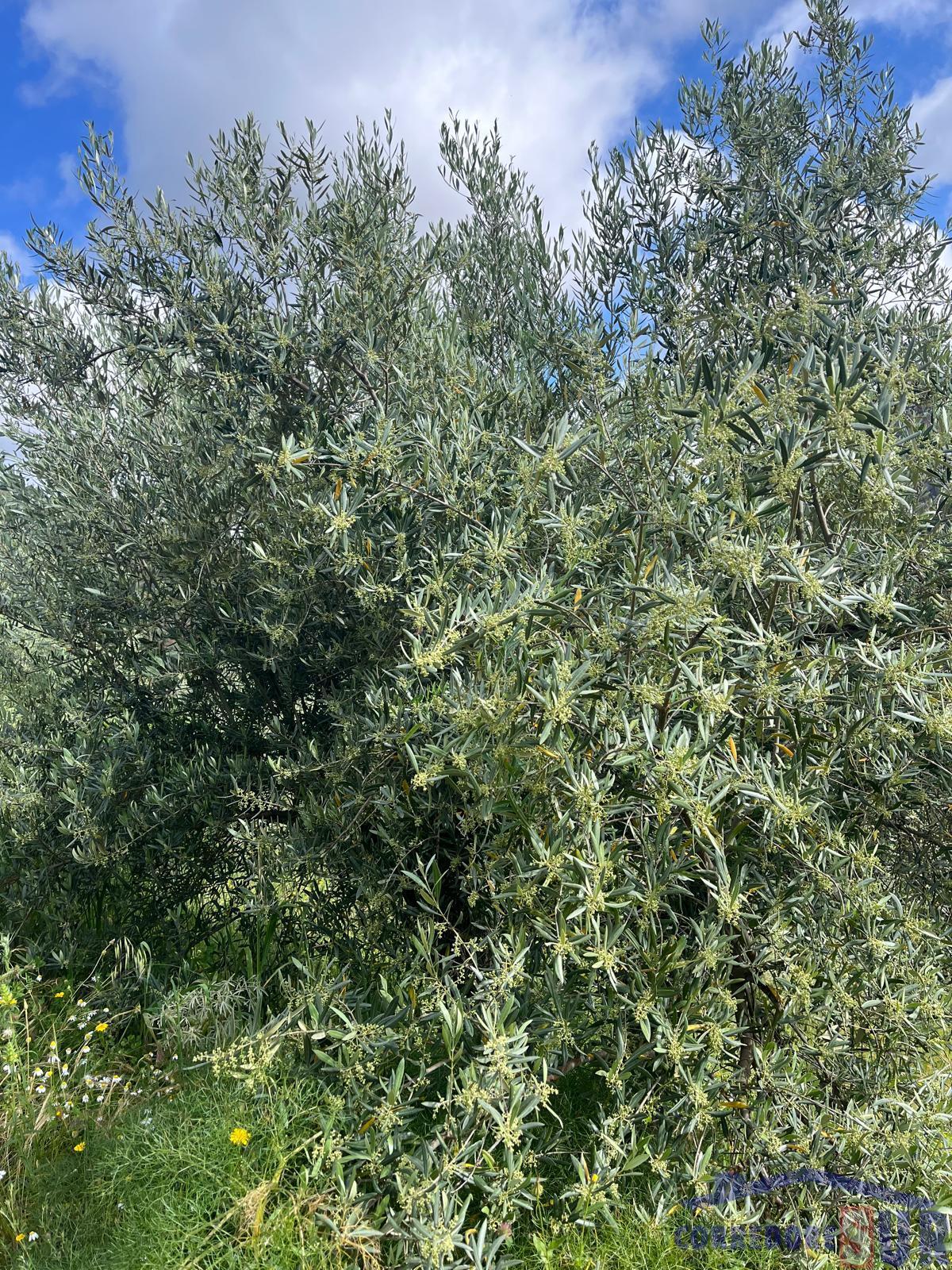 Venta de finca rústica en Córdoba