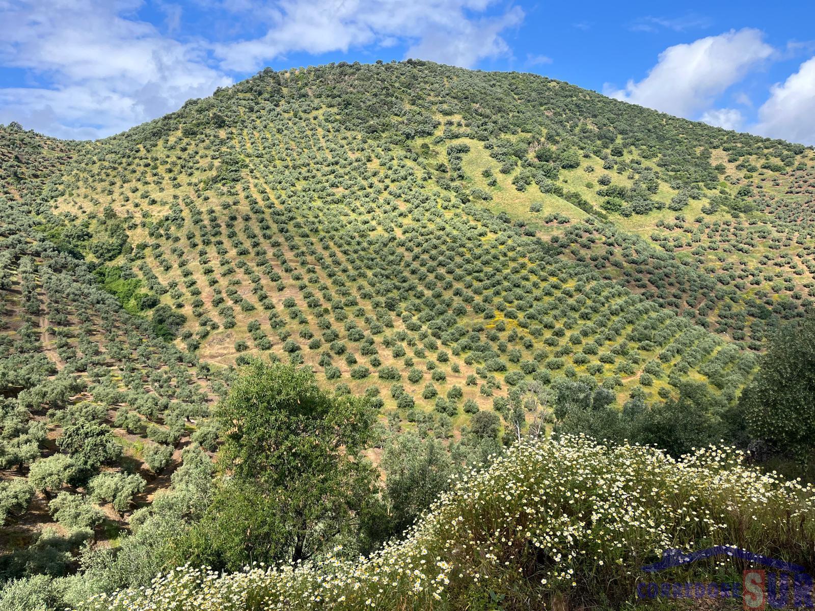 Venta de finca rústica en Córdoba