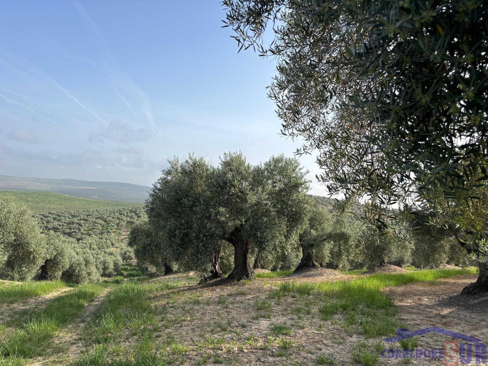 Venta de finca rústica en Córdoba