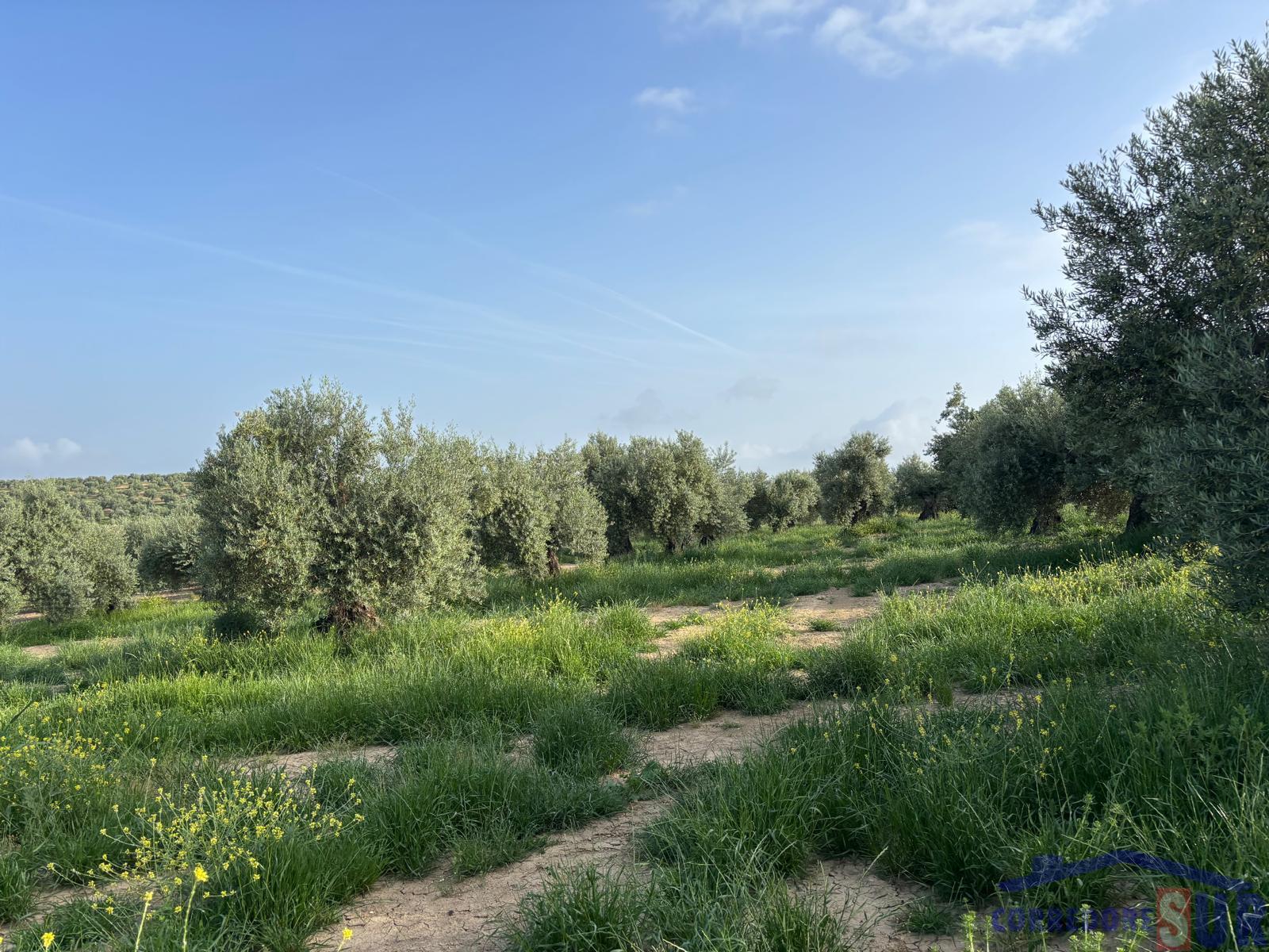 Venta de finca rústica en Córdoba