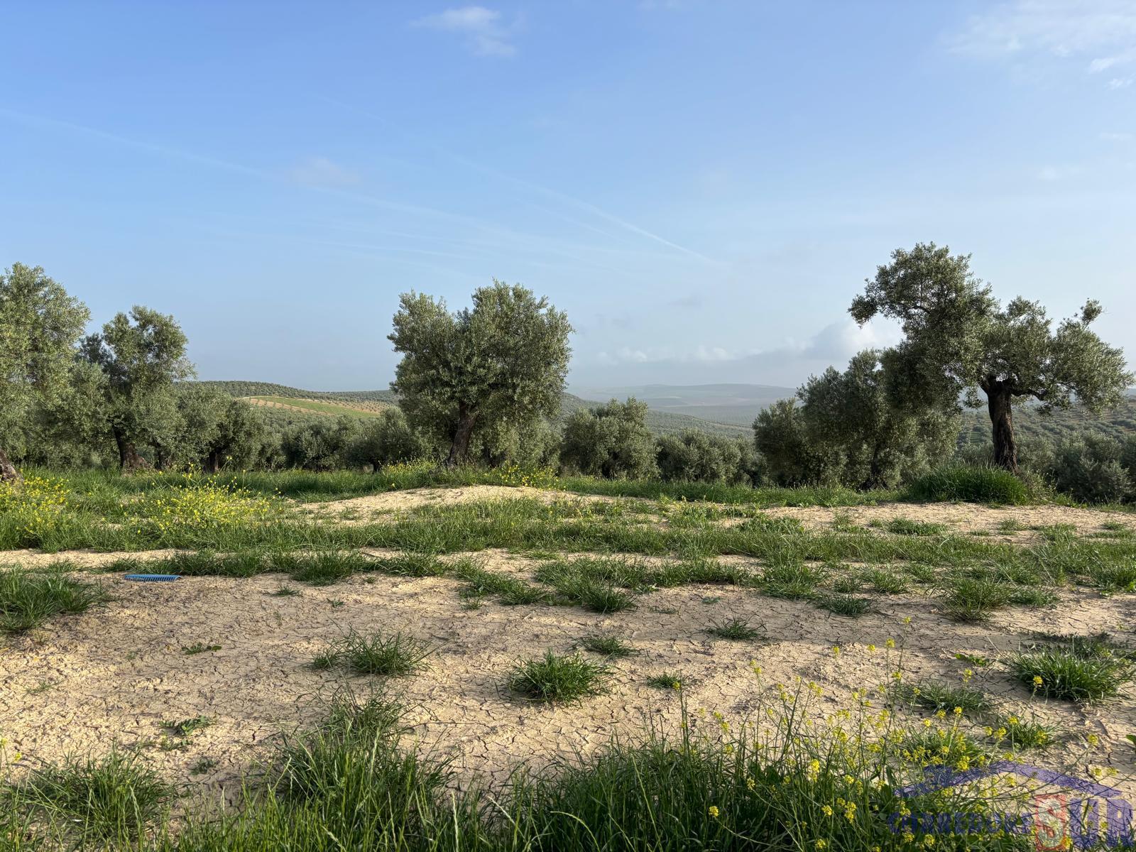 Venta de finca rústica en Córdoba