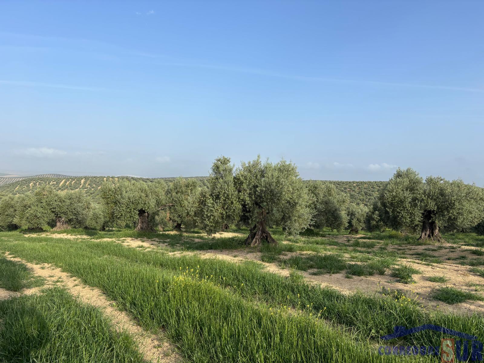 Venta de finca rústica en Córdoba