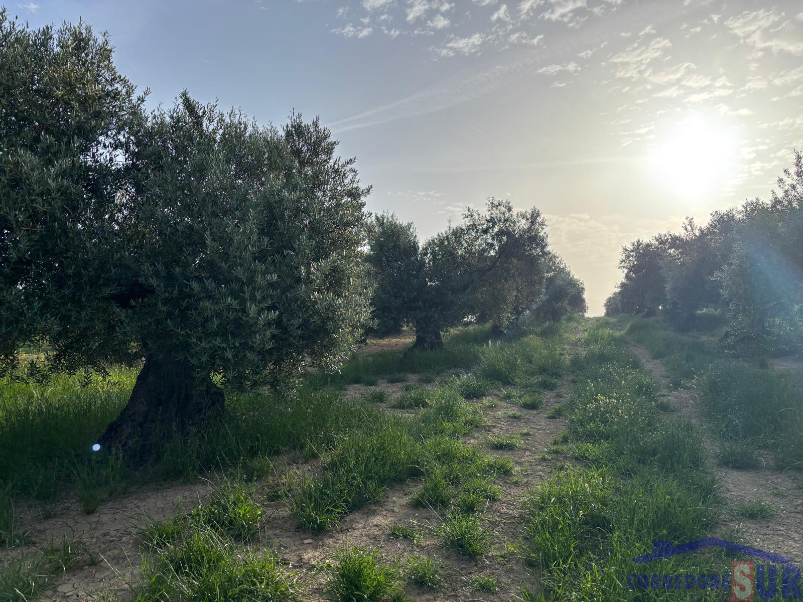 Venta de finca rústica en Córdoba