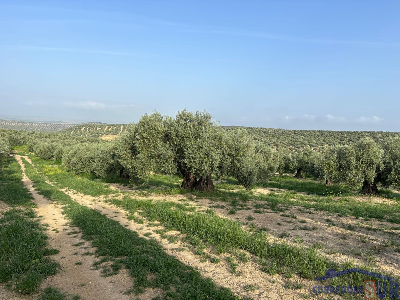 Venta de finca rústica en Córdoba