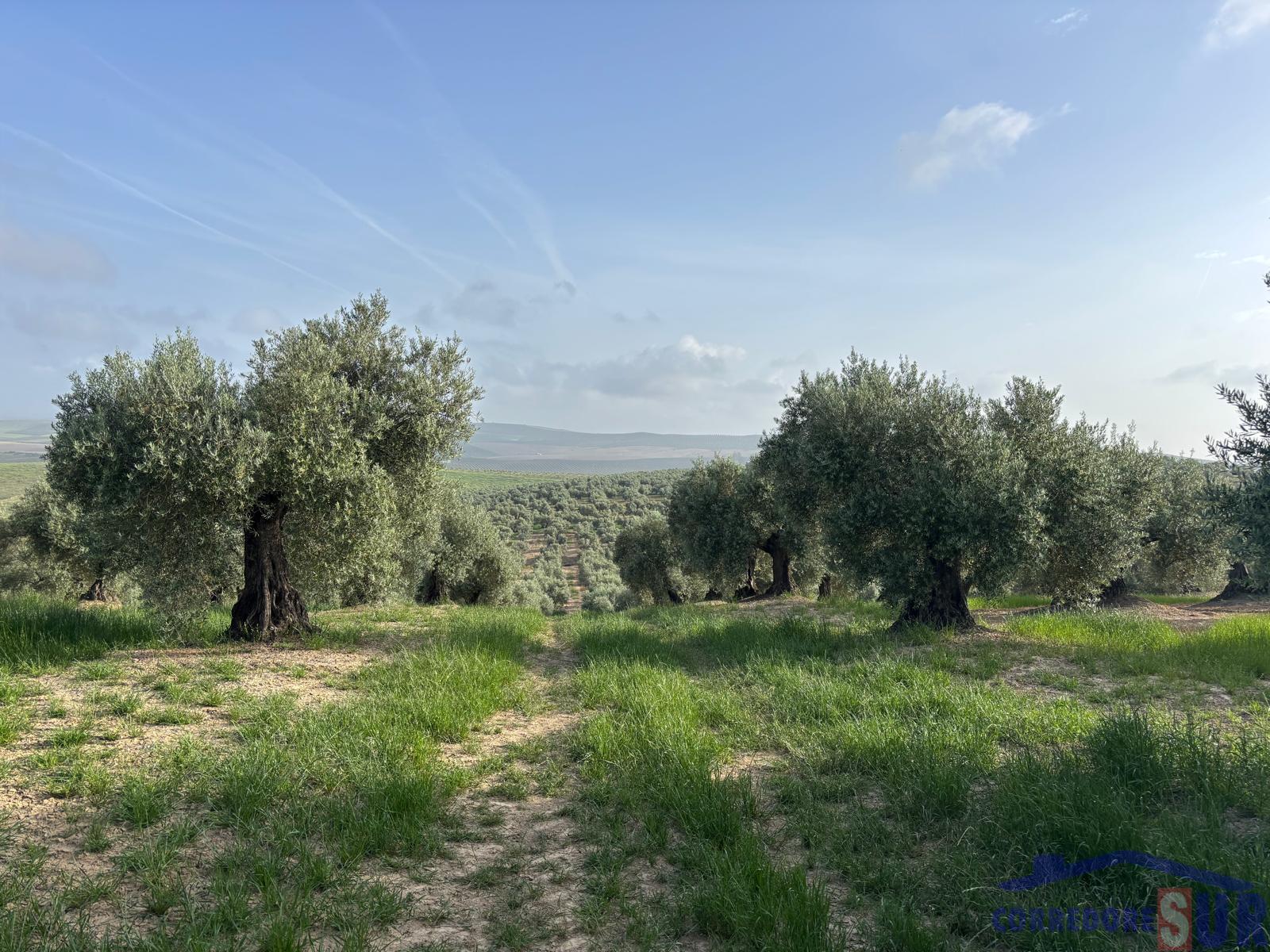 Venta de finca rústica en Córdoba