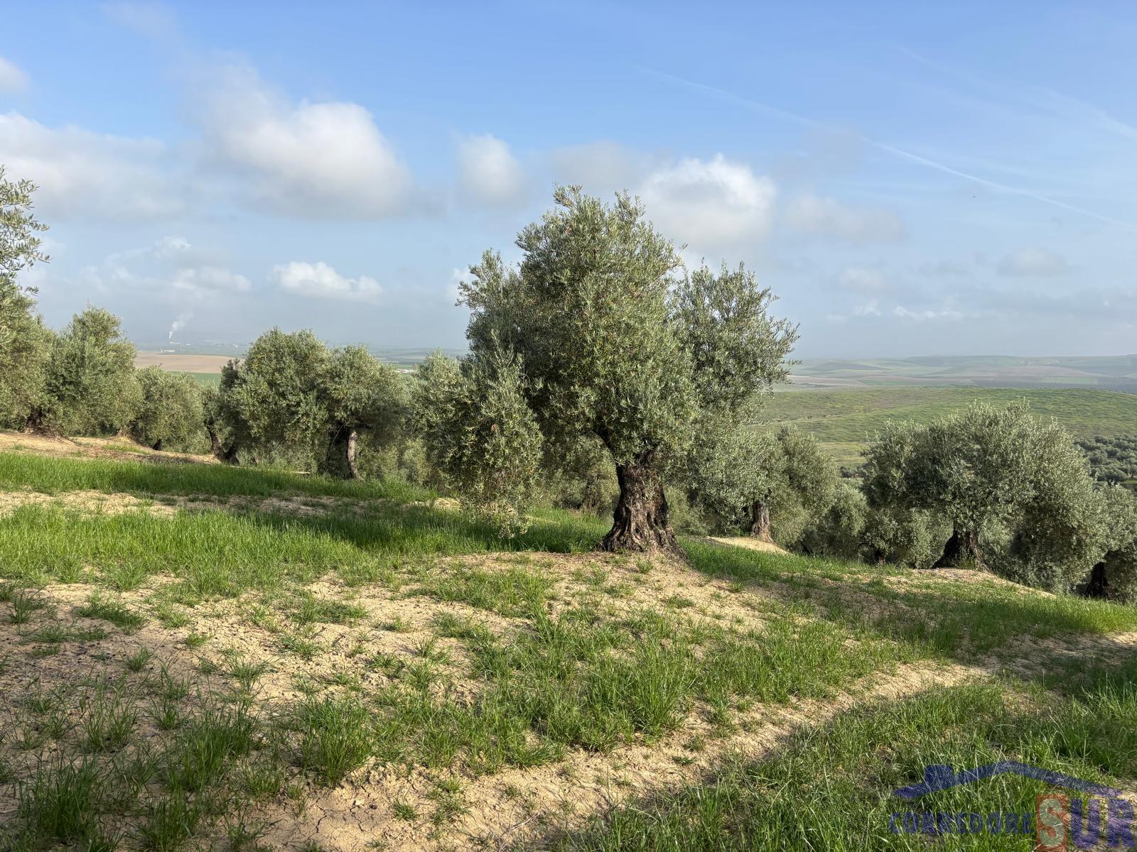 Venta de finca rústica en Córdoba