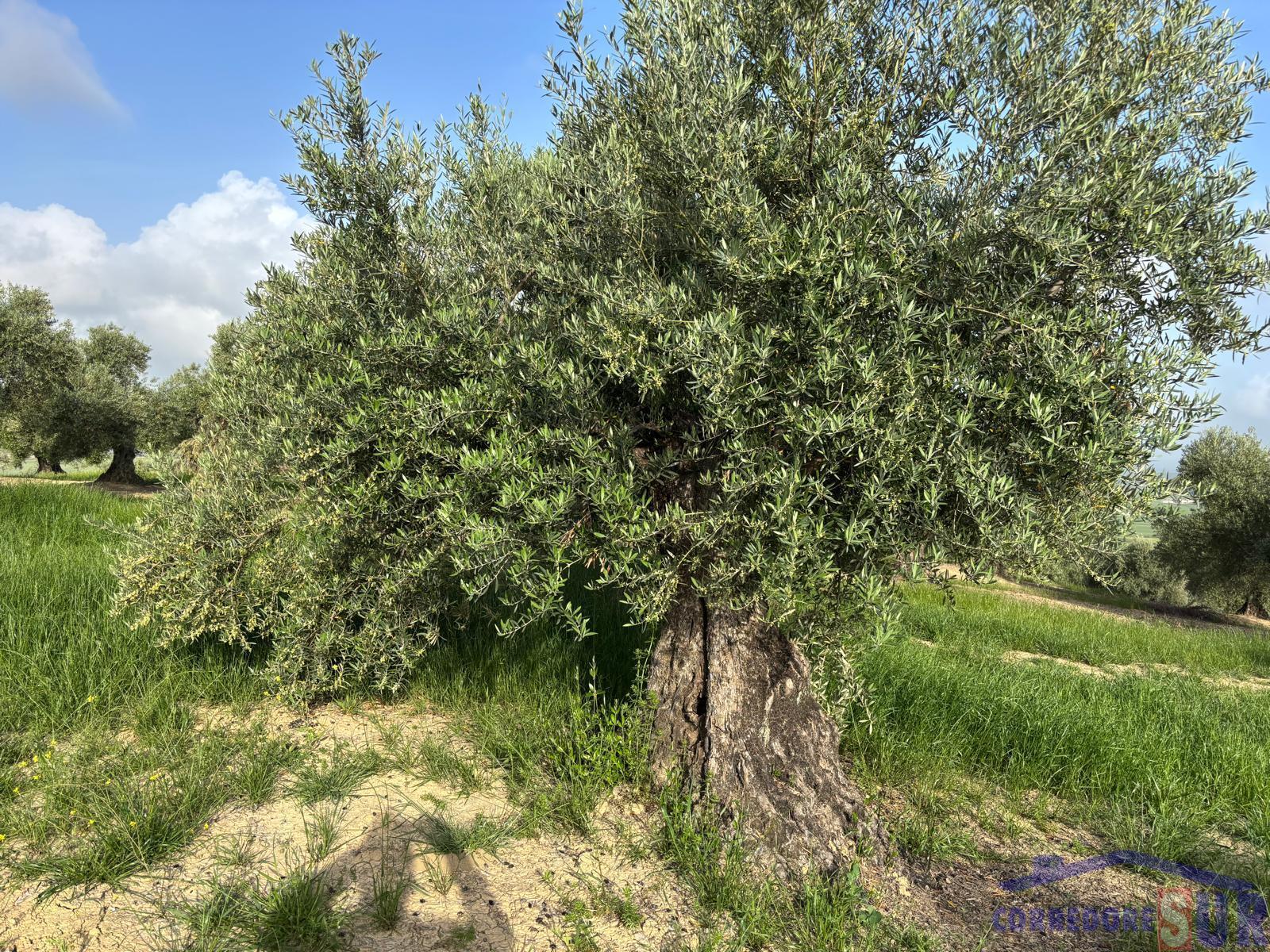 Venta de finca rústica en Córdoba