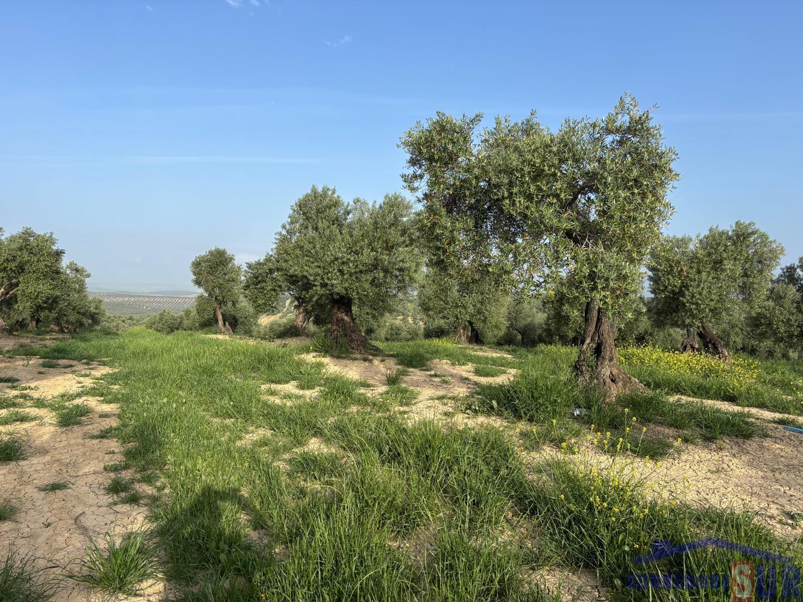 Venta de finca rústica en Córdoba