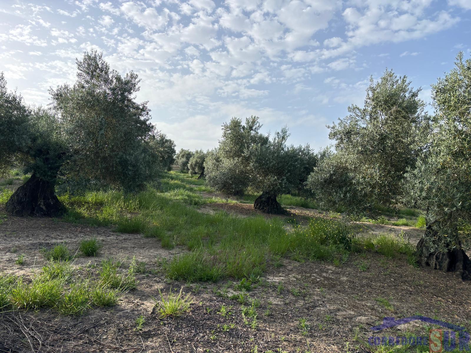 Venta de finca rústica en Córdoba