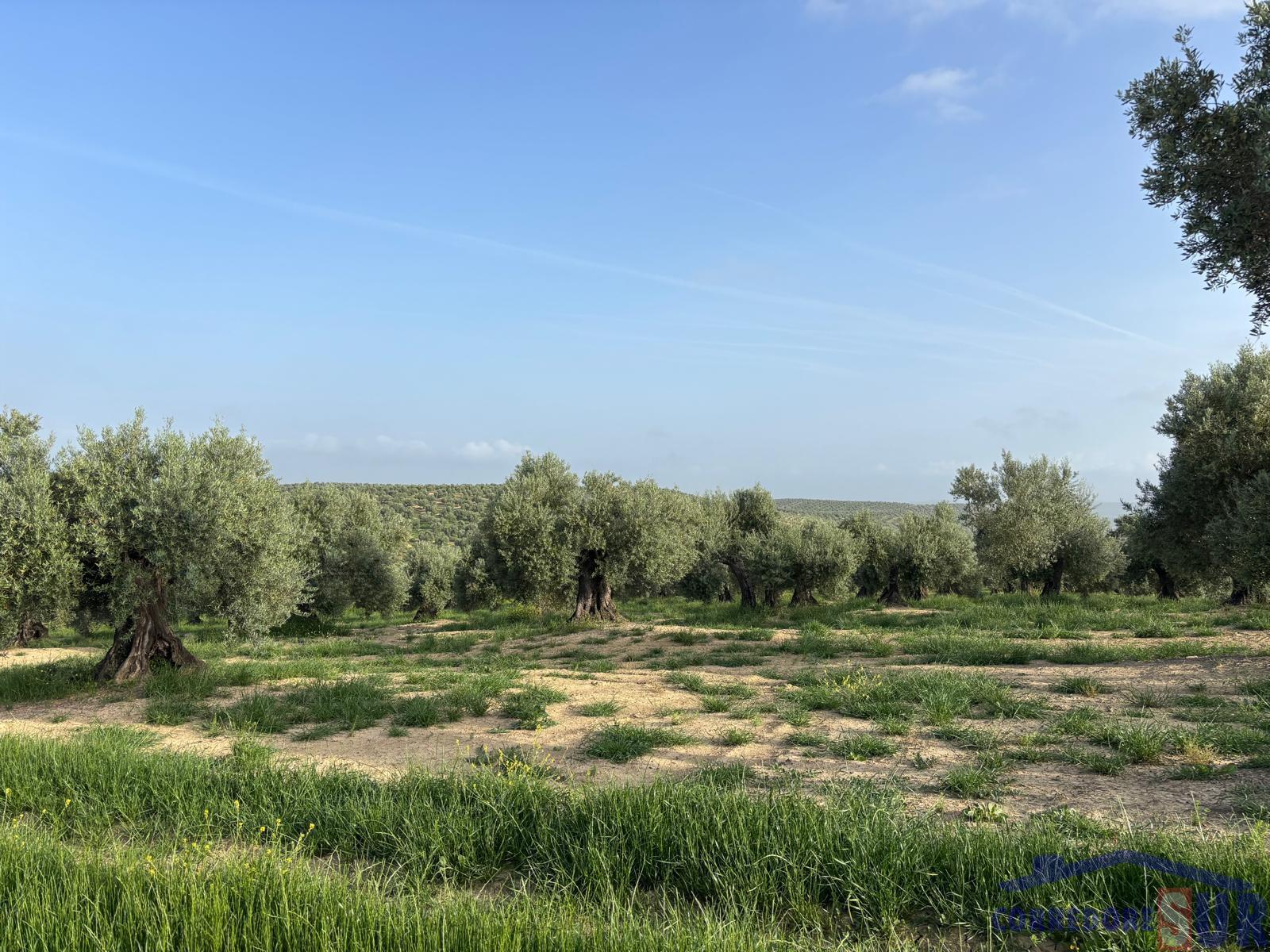 Venta de finca rústica en Córdoba
