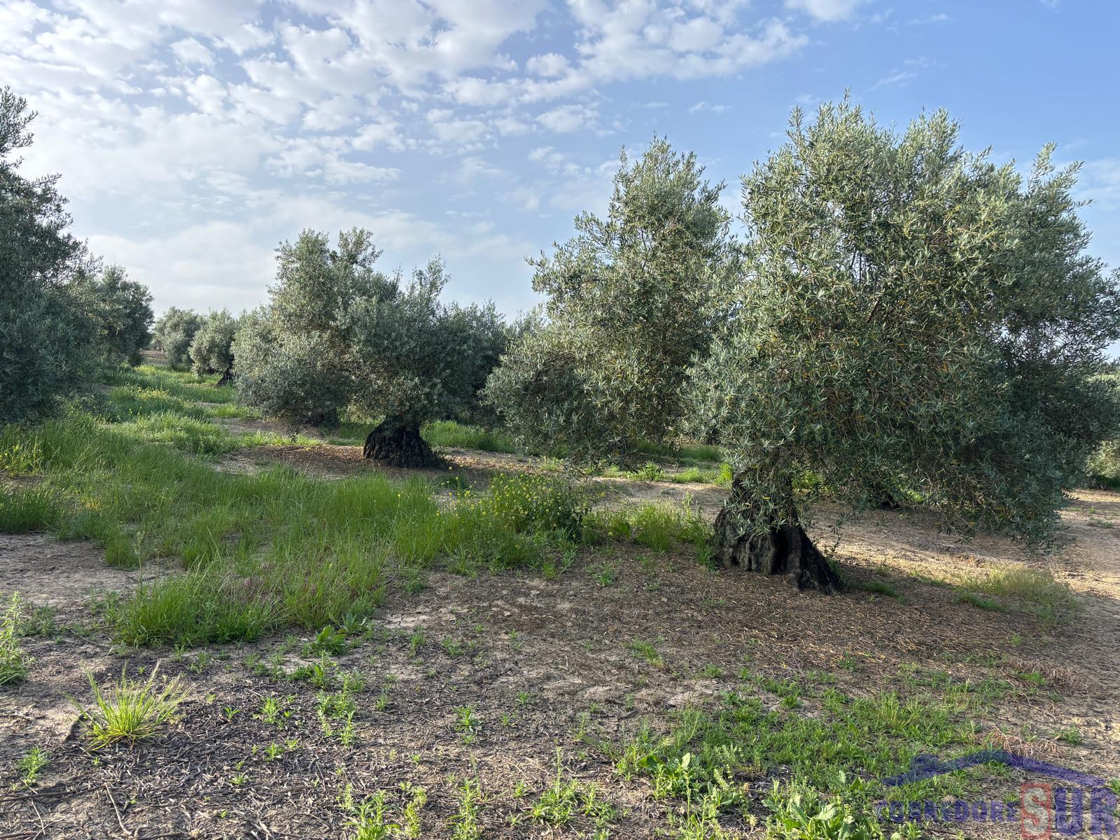 Venta de finca rústica en Córdoba