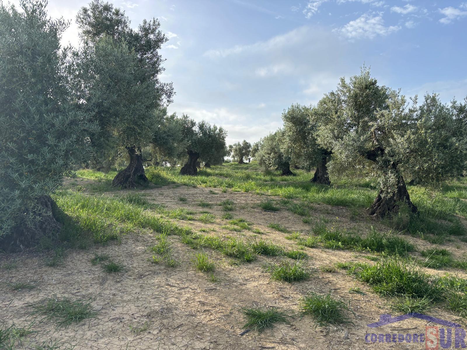 Venta de finca rústica en Córdoba