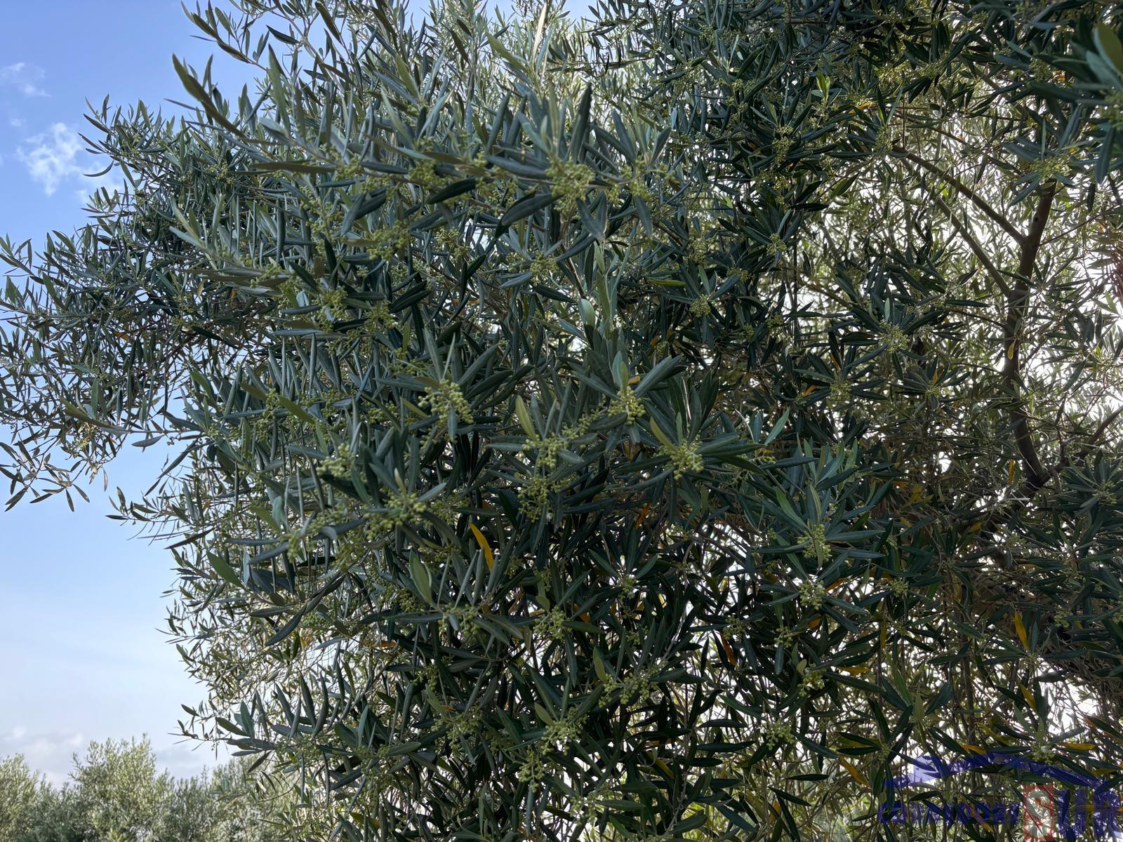 Venta de finca rústica en Córdoba