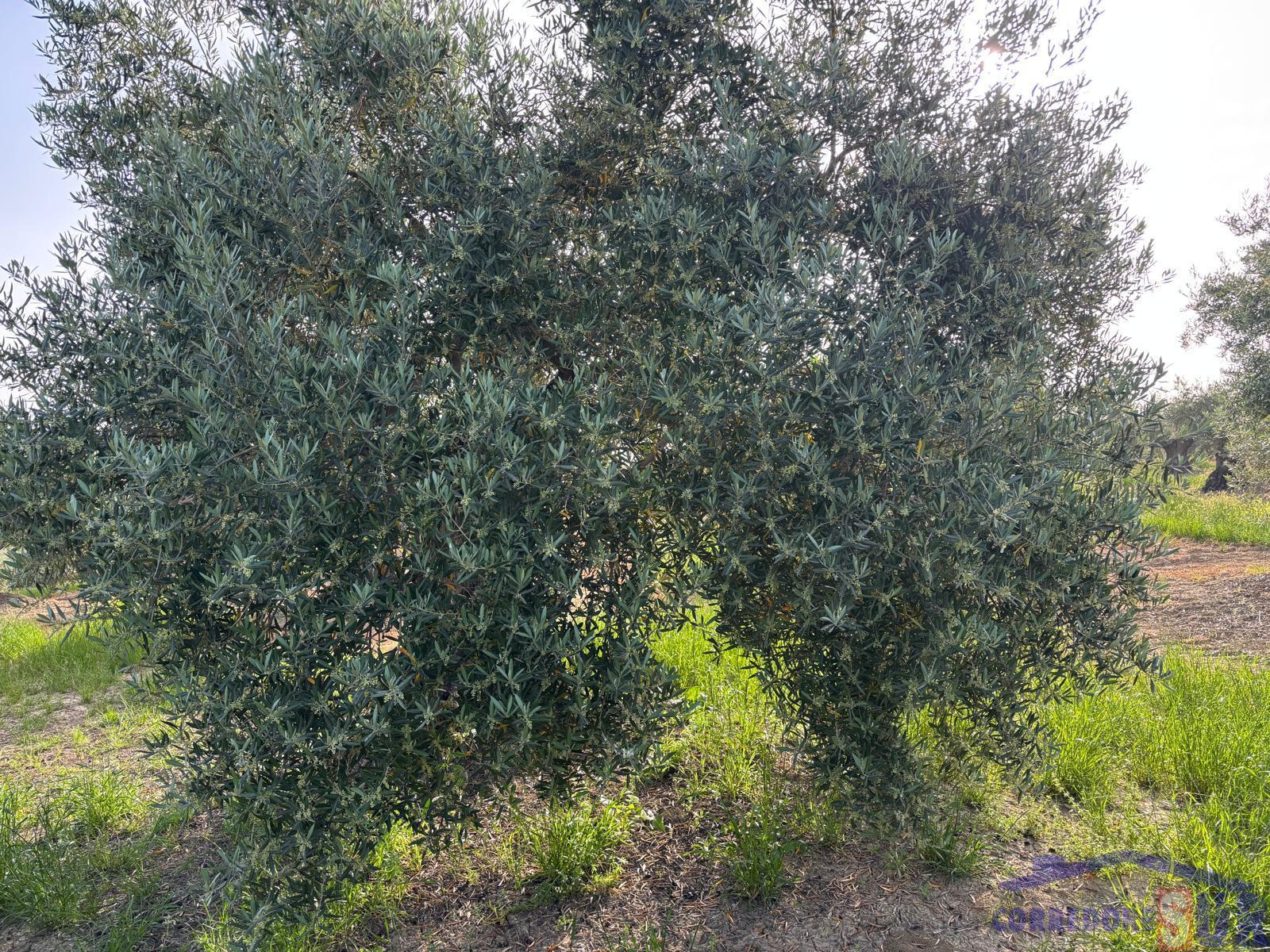 Venta de finca rústica en Córdoba