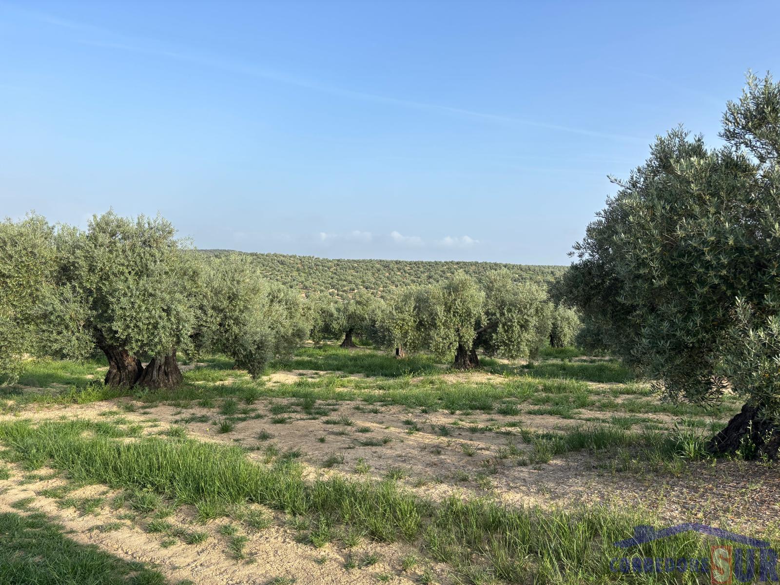 Venta de finca rústica en Córdoba