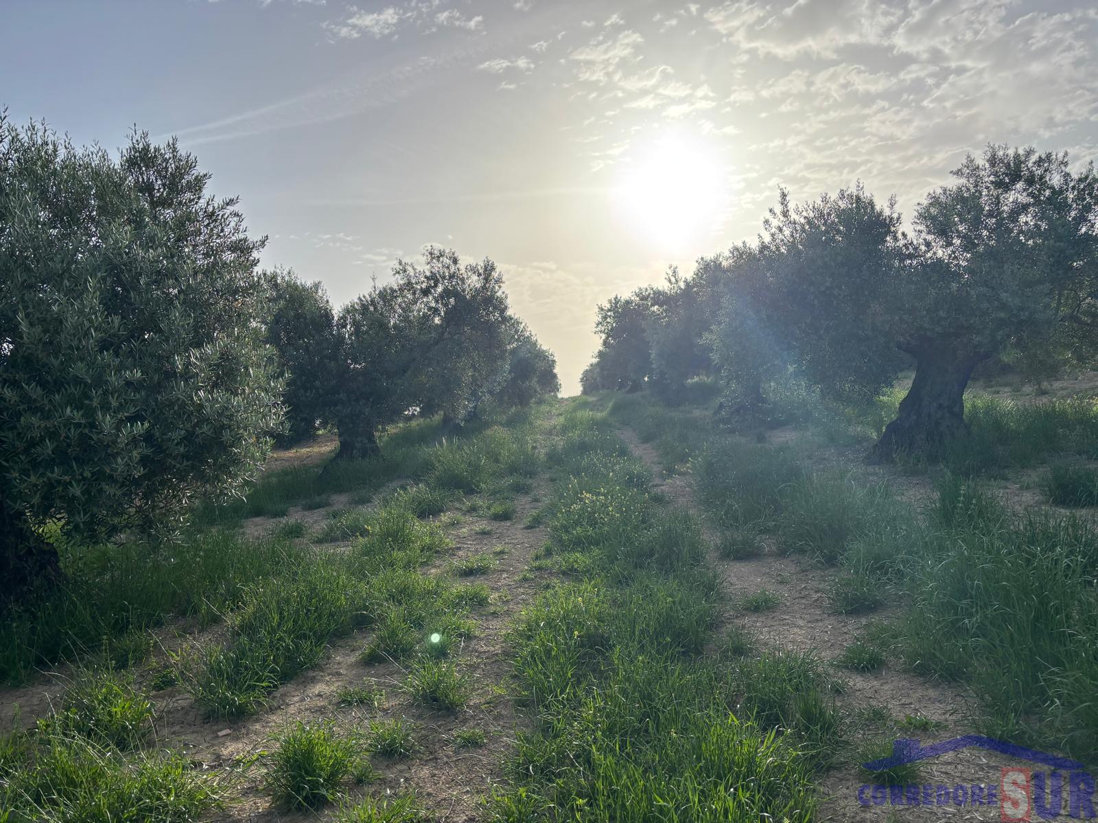 Venta de finca rústica en Córdoba