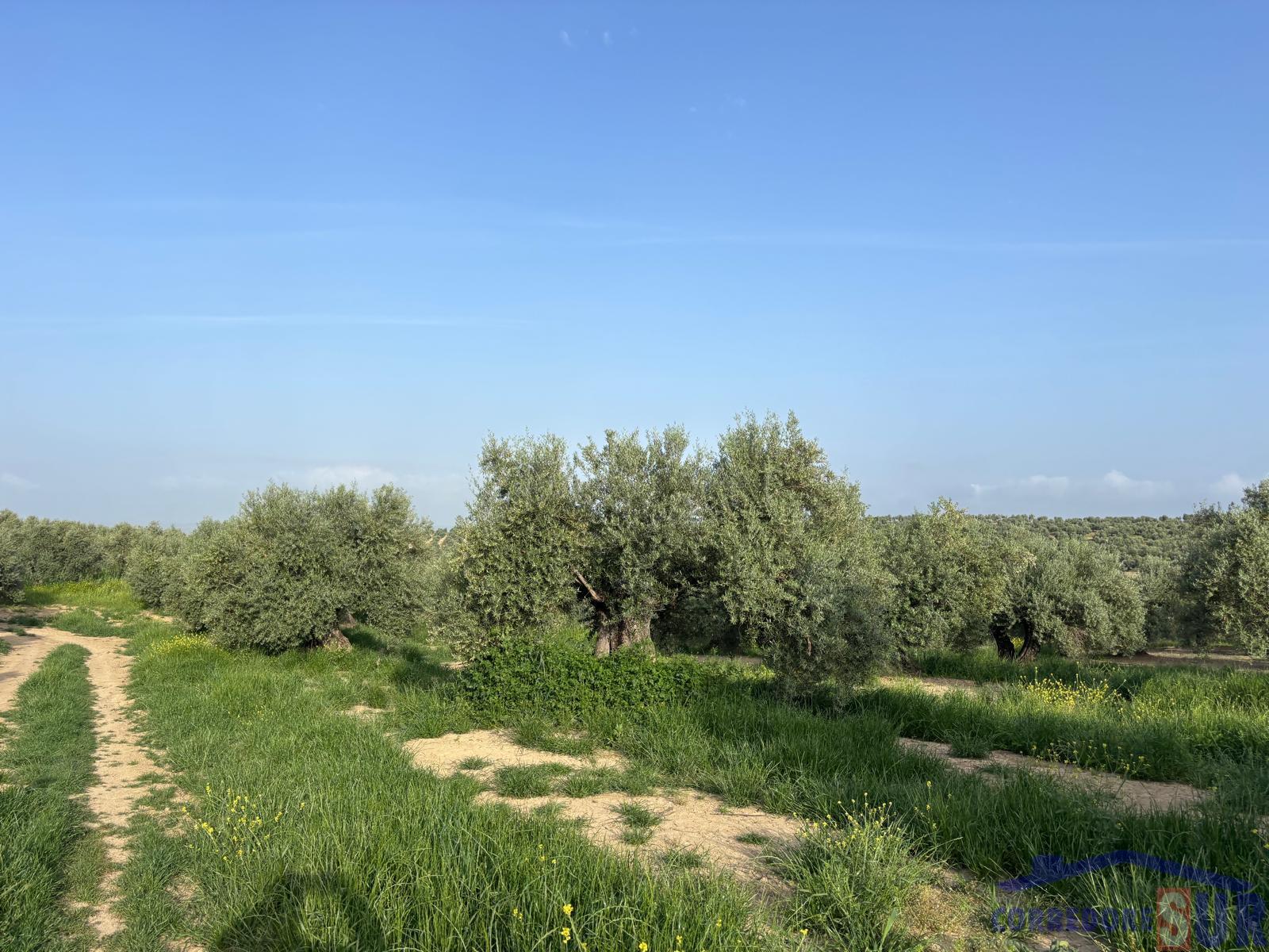 Venta de finca rústica en Córdoba