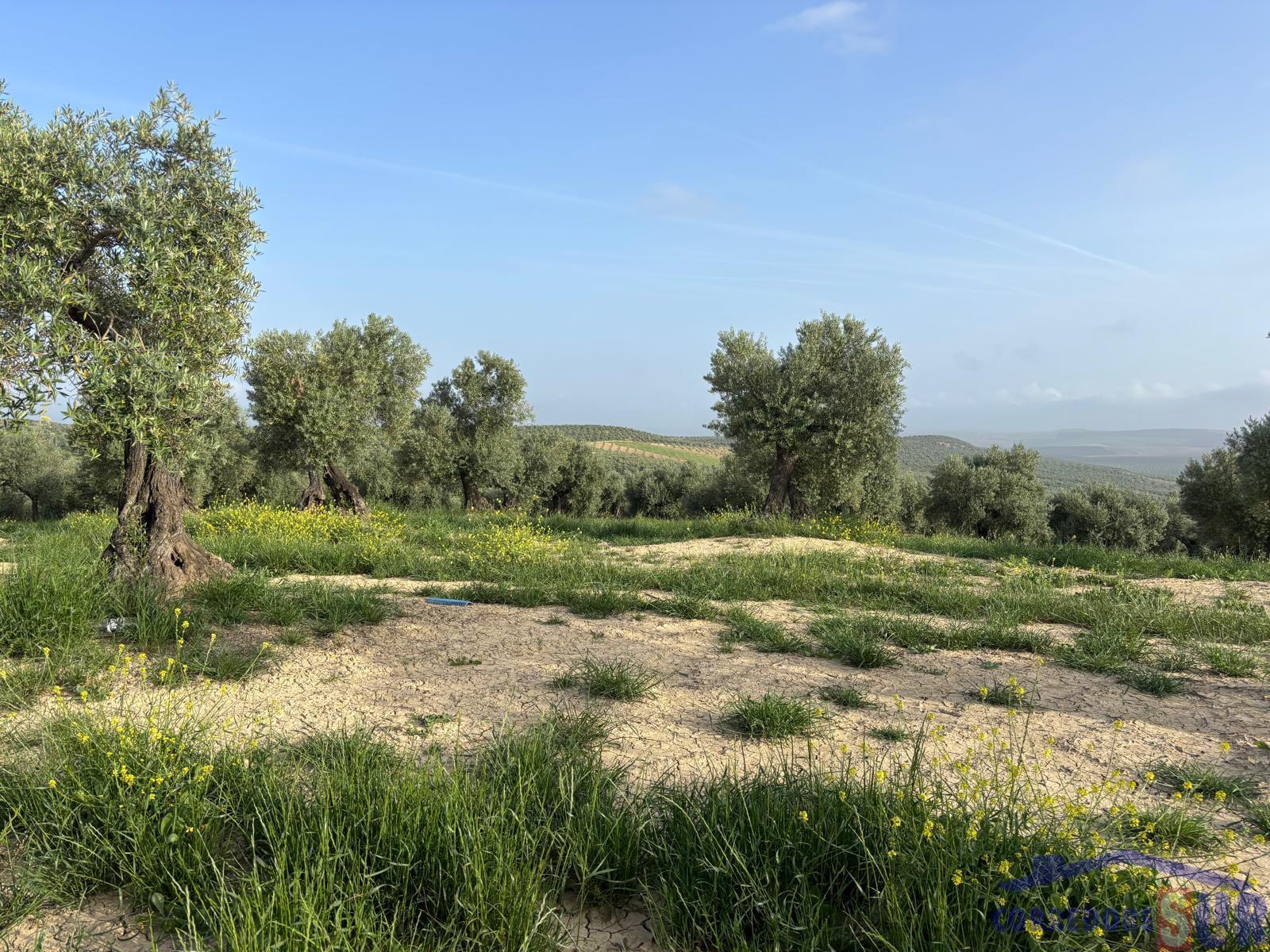 Venta de finca rústica en Córdoba