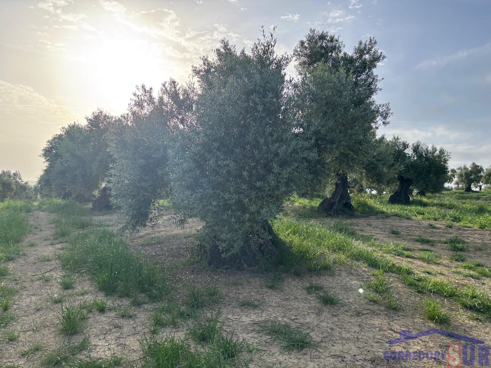 Venta de finca rústica en Córdoba