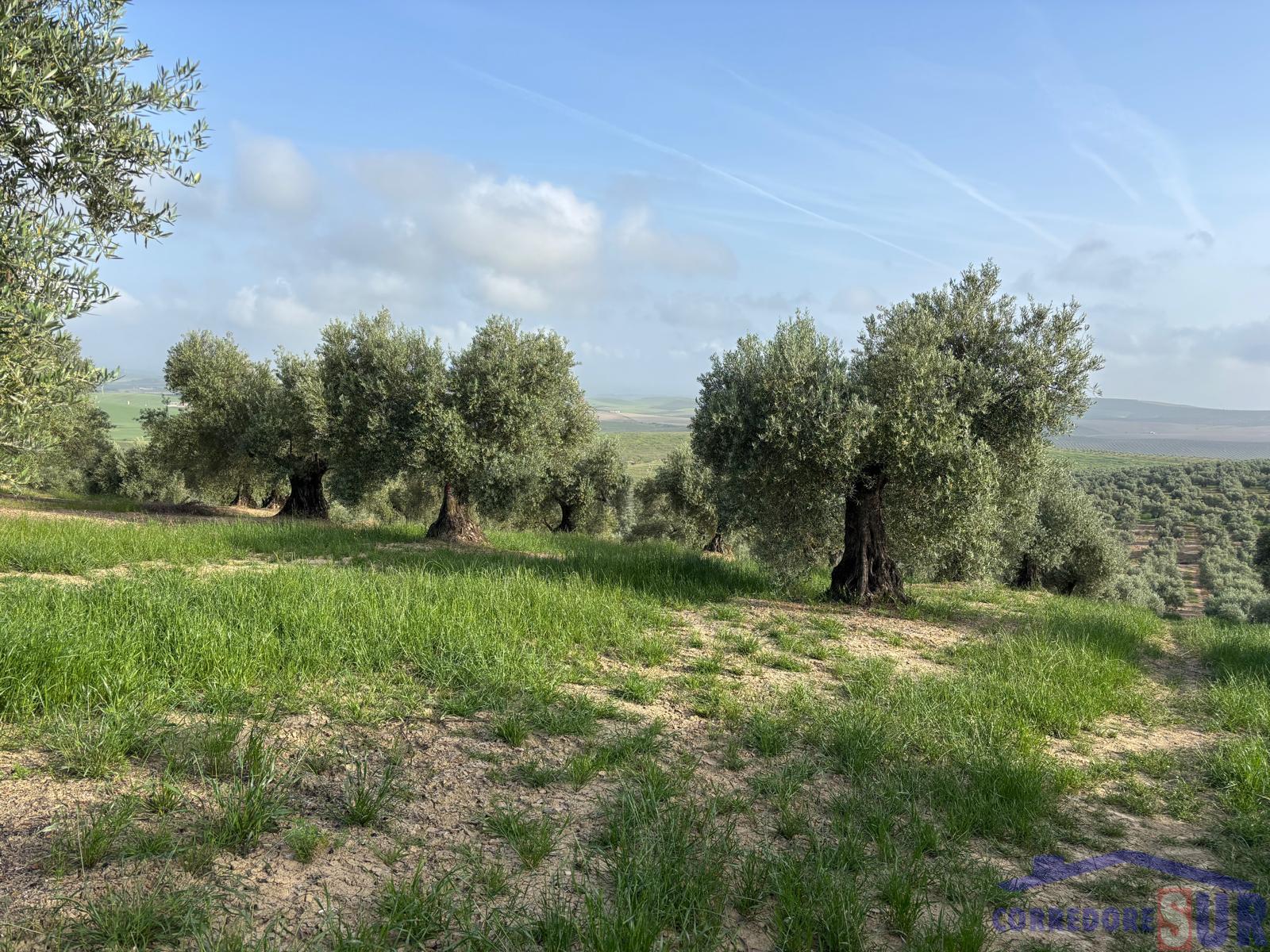 Venta de finca rústica en Córdoba