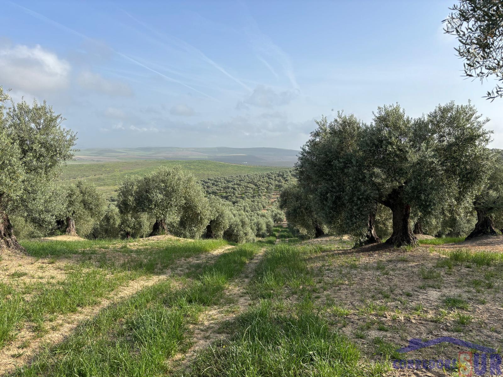 Venta de finca rústica en Córdoba