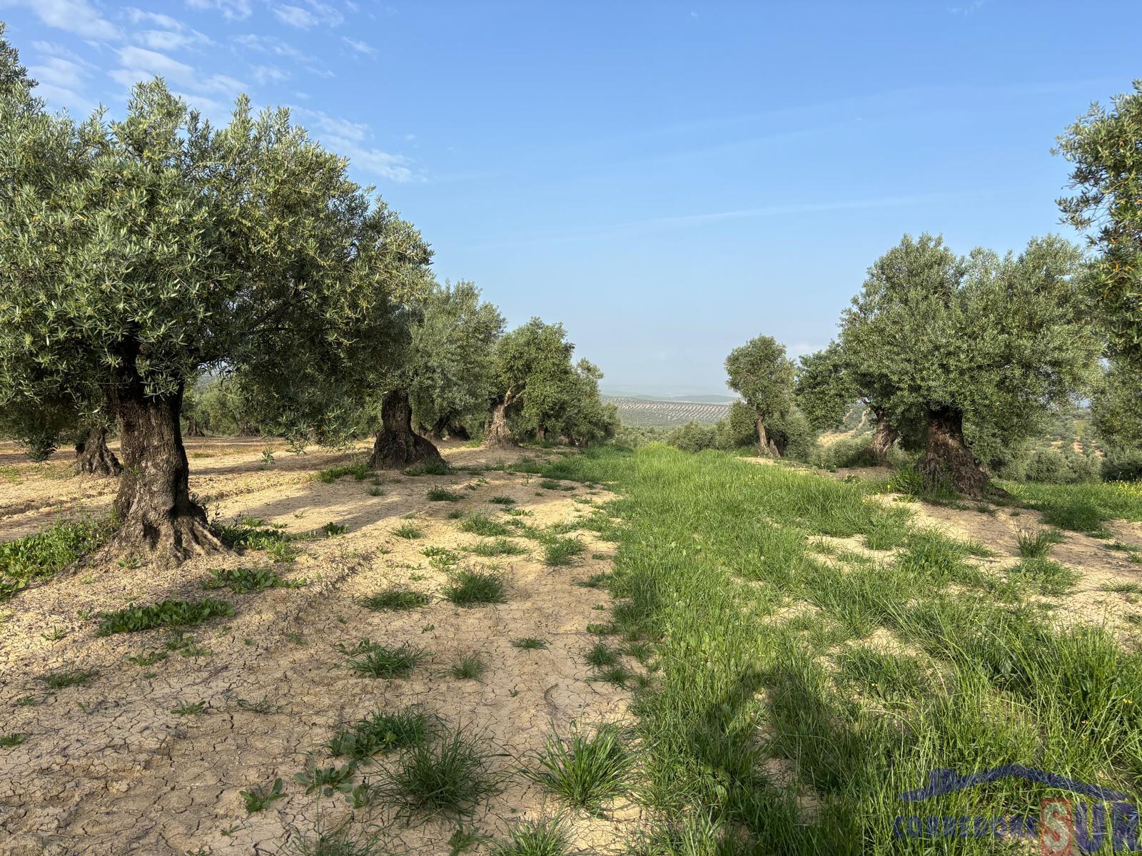 Venta de finca rústica en Córdoba