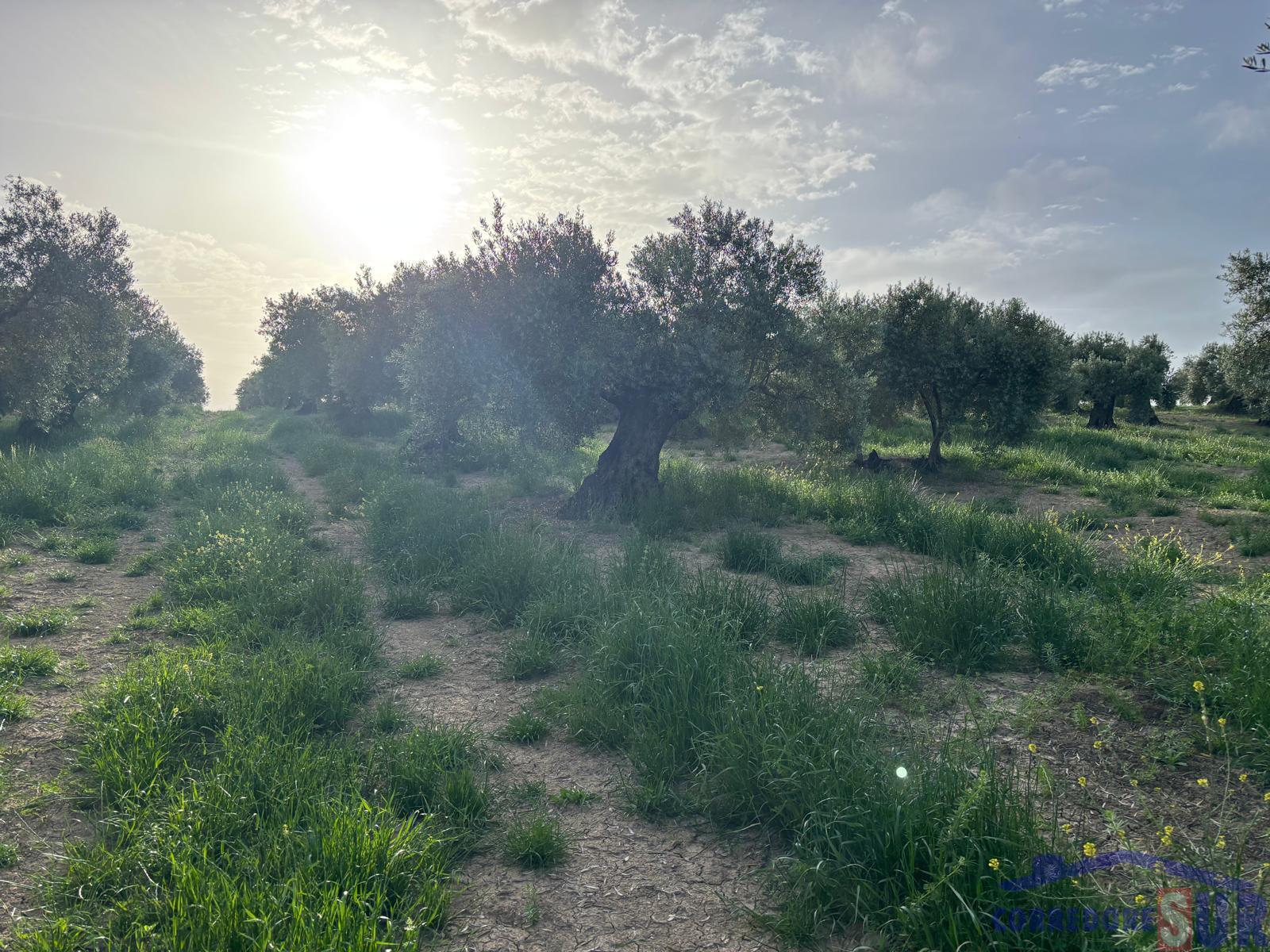 Venta de finca rústica en Córdoba