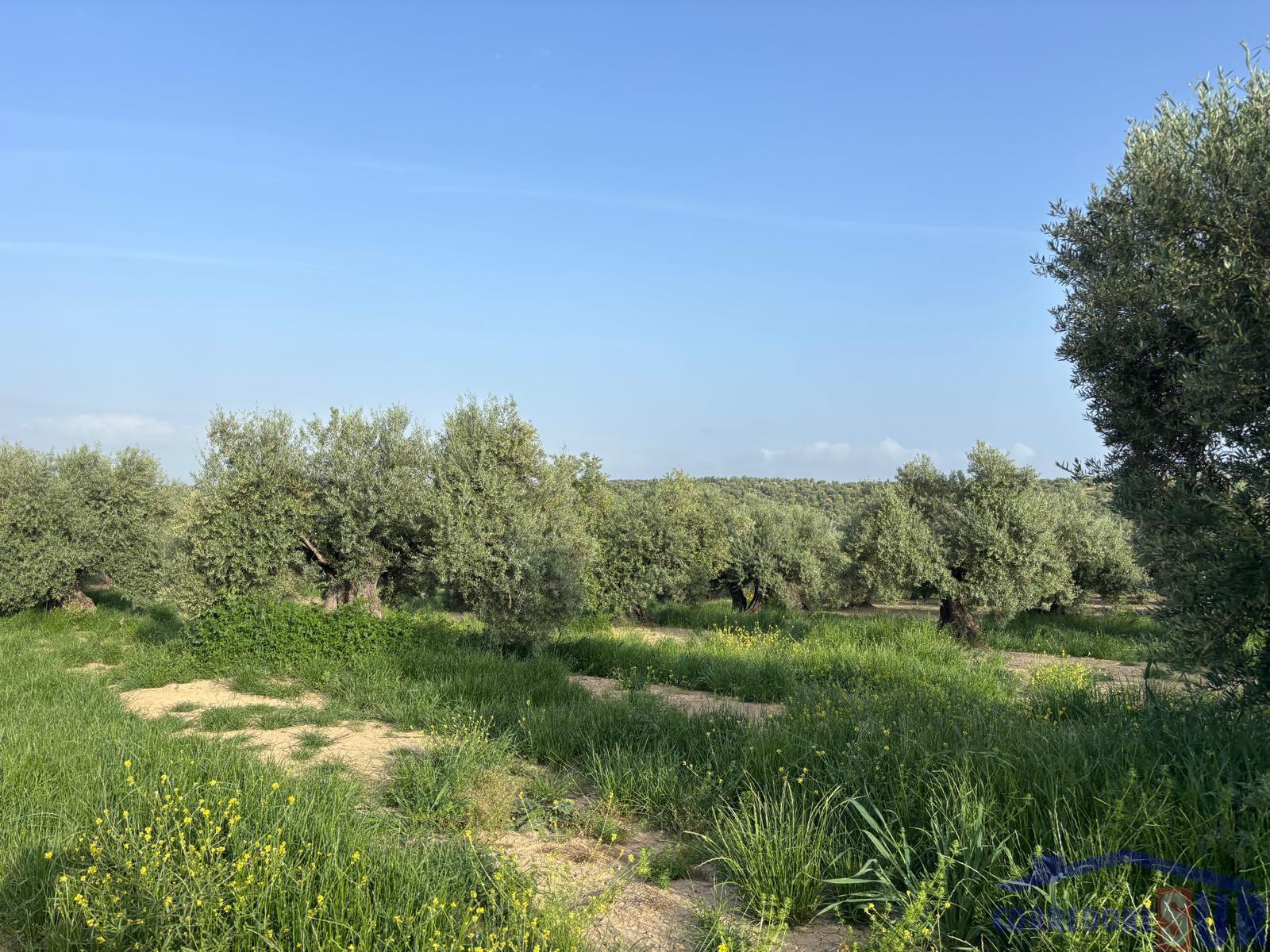 Venta de finca rústica en Córdoba