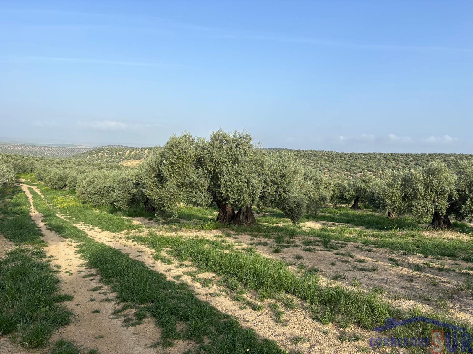 Venta de finca rústica en Córdoba