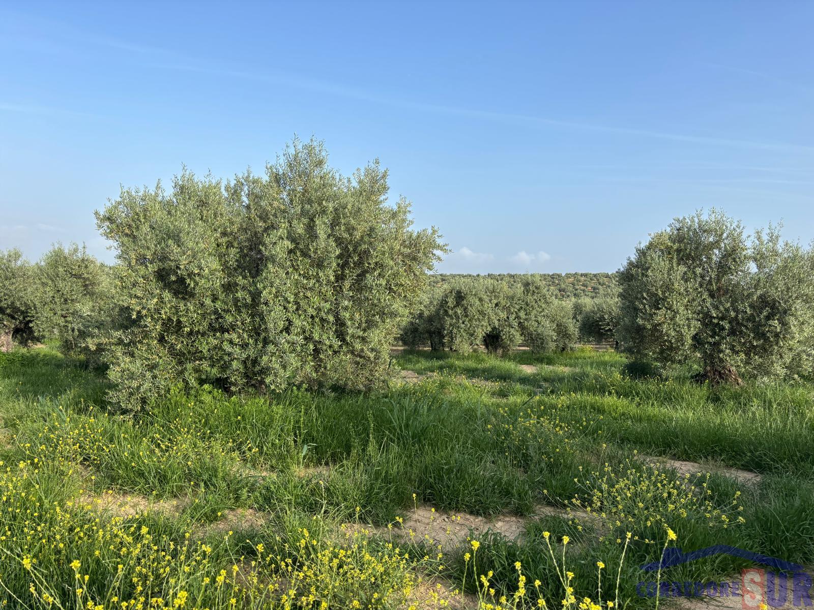 Venta de finca rústica en Córdoba