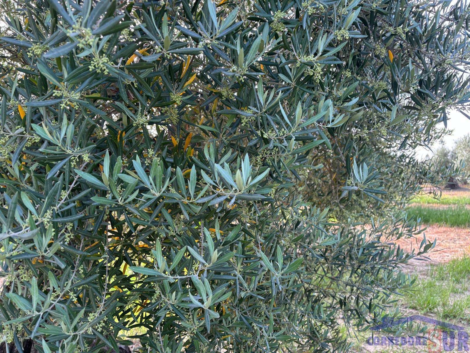 Venta de finca rústica en Córdoba