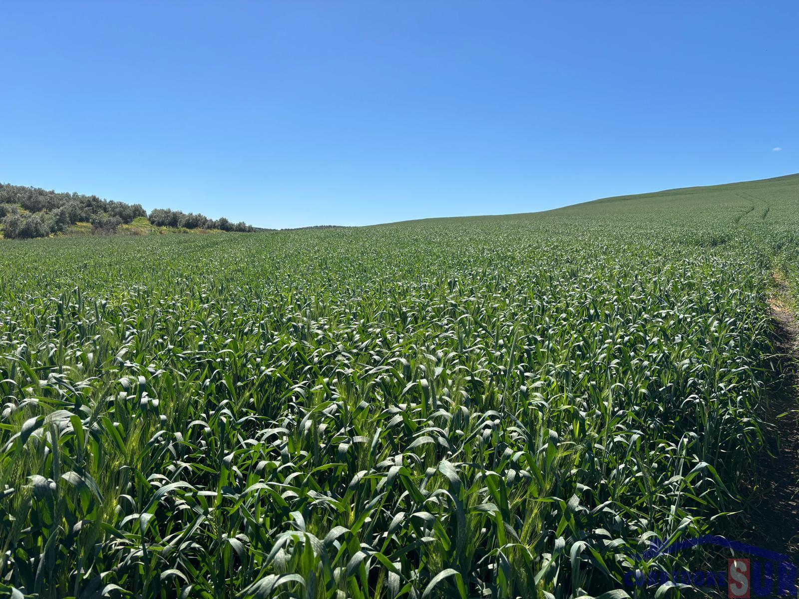Venta de finca rústica en Córdoba